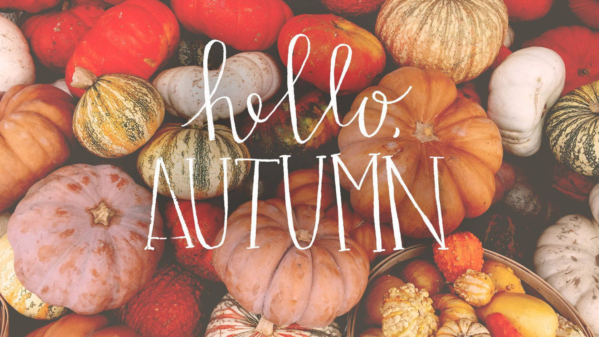色彩繽紛的南瓜和葫蘆組合，帶有 hello autumn 文字。