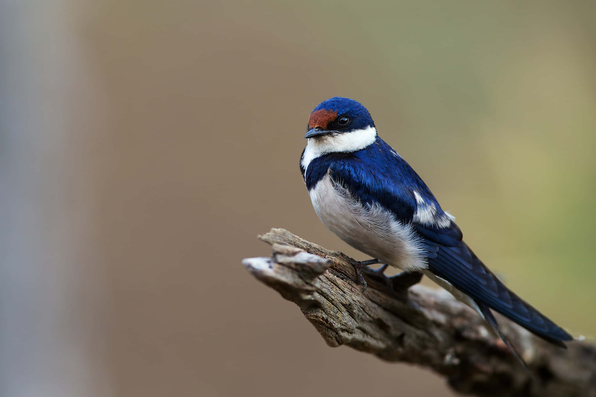 Swallow Bird 桌布 壁紙 — 一隻鮮豔的藍白相間、額頭帶有鏽紅色的鳥警覺地棲息在風化的樹枝上。