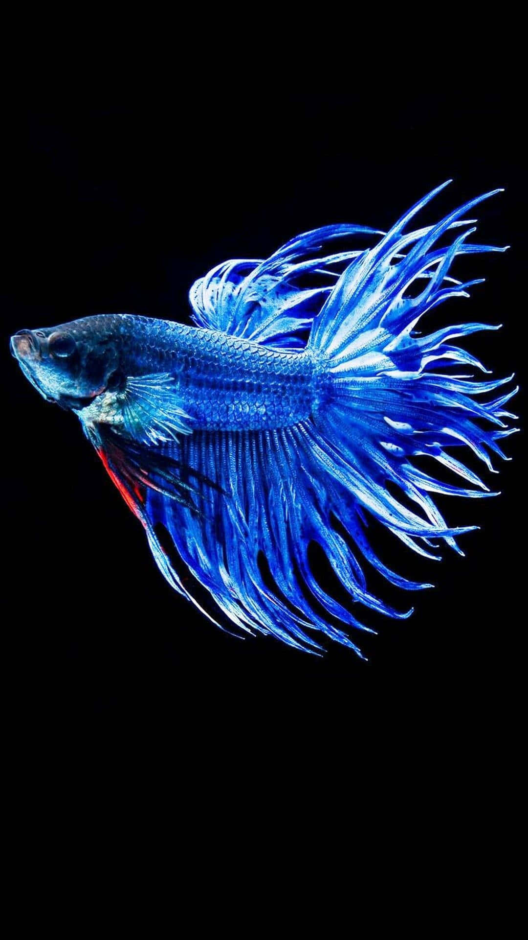  壁紙 — 一條擁有流暢魚鰭的鮮豔藍色鬥魚，在純黑色背景上發光。
