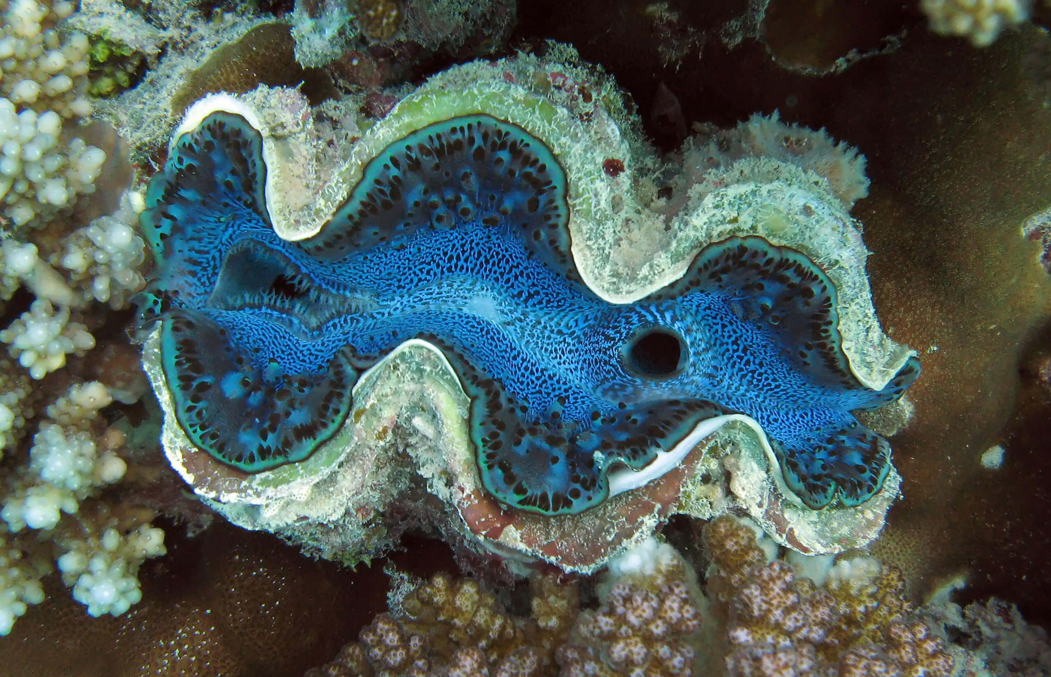 Giant Clam 桌布 壁紙 — 一隻充滿活力的藍色巨蚌，帶有複雜的斑點圖案，在色彩繽紛的珊瑚礁上張開休息。