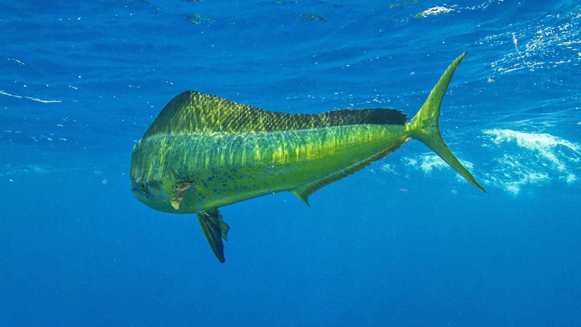  壁紙 — 一條色彩鮮豔的鬼頭刀魚在清澈的藍色海水中滑行，陽光從上方照射下來。
