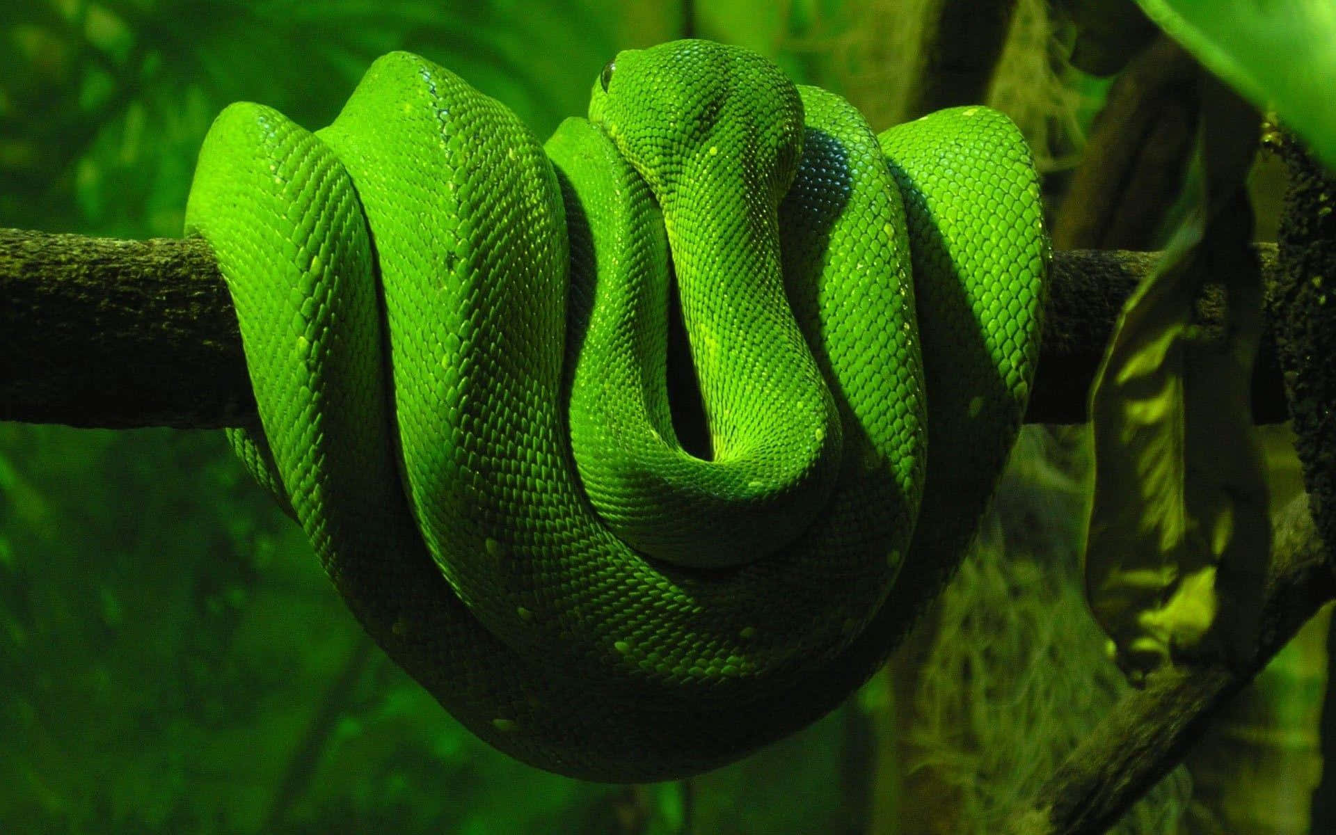 Anaconda 桌布 壁紙 — 一條充滿活力的綠色樹蛇優雅地纏繞在長滿苔蘚的樹枝上，營造出茂密的叢林環境。