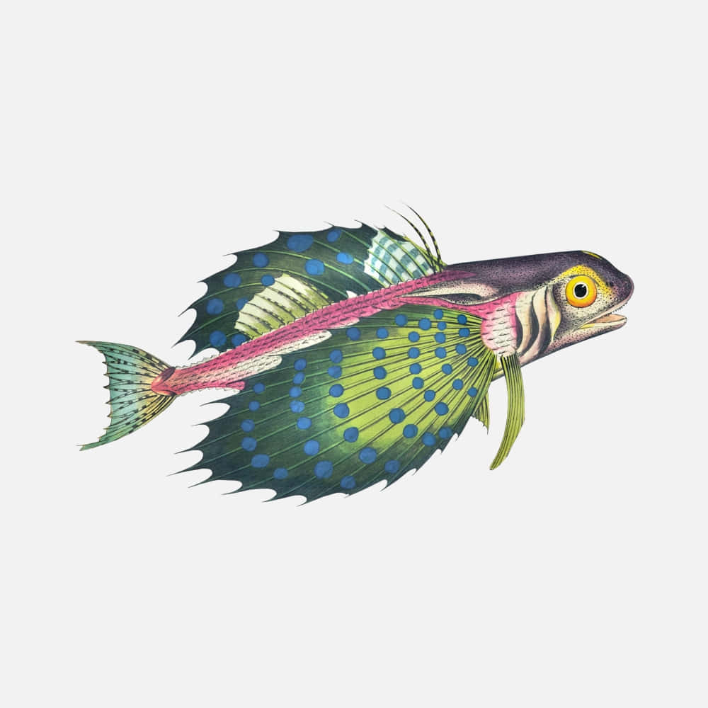 Flying Gurnard 桌布 壁紙 — 一條色彩鮮豔的插圖魚，帶有綠色斑點魚鰭和粉紅色條紋，在純色背景中游動。