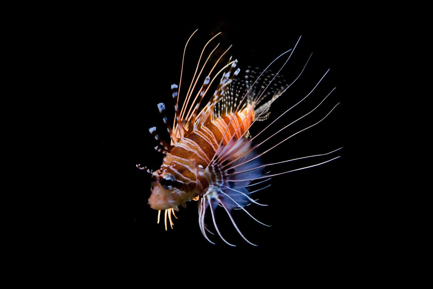 Scorpionfish 桌布 壁紙 — 一條色彩鮮豔的獅子魚在純黑背景下閃耀著橙色和白色條紋，其長長的棘刺戲劇性地展開。