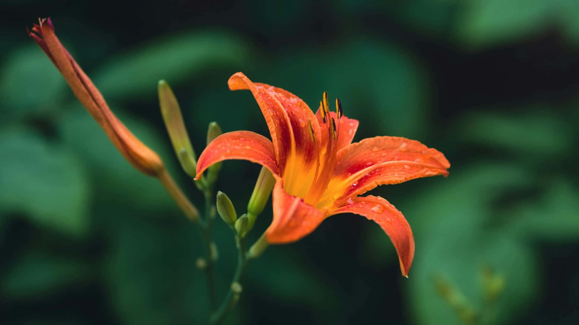  壁紙 — 一朵鮮豔的橙色百合花帶著露珠，在柔和模糊的綠色花園背景下綻放。