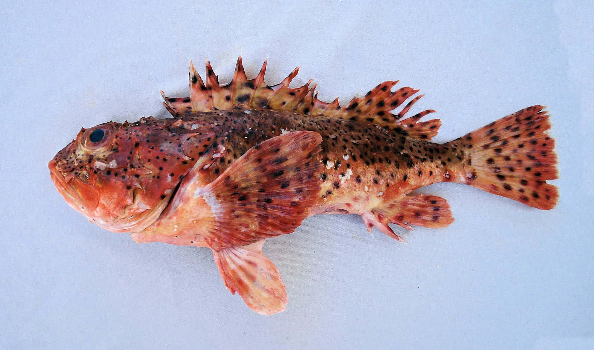 Scorpionfish 桌布 壁紙 — 一條鮮豔的橙色斑點蠍子魚，帶有尖刺的鰭，靜靜地躺在純淺藍色的表面上。