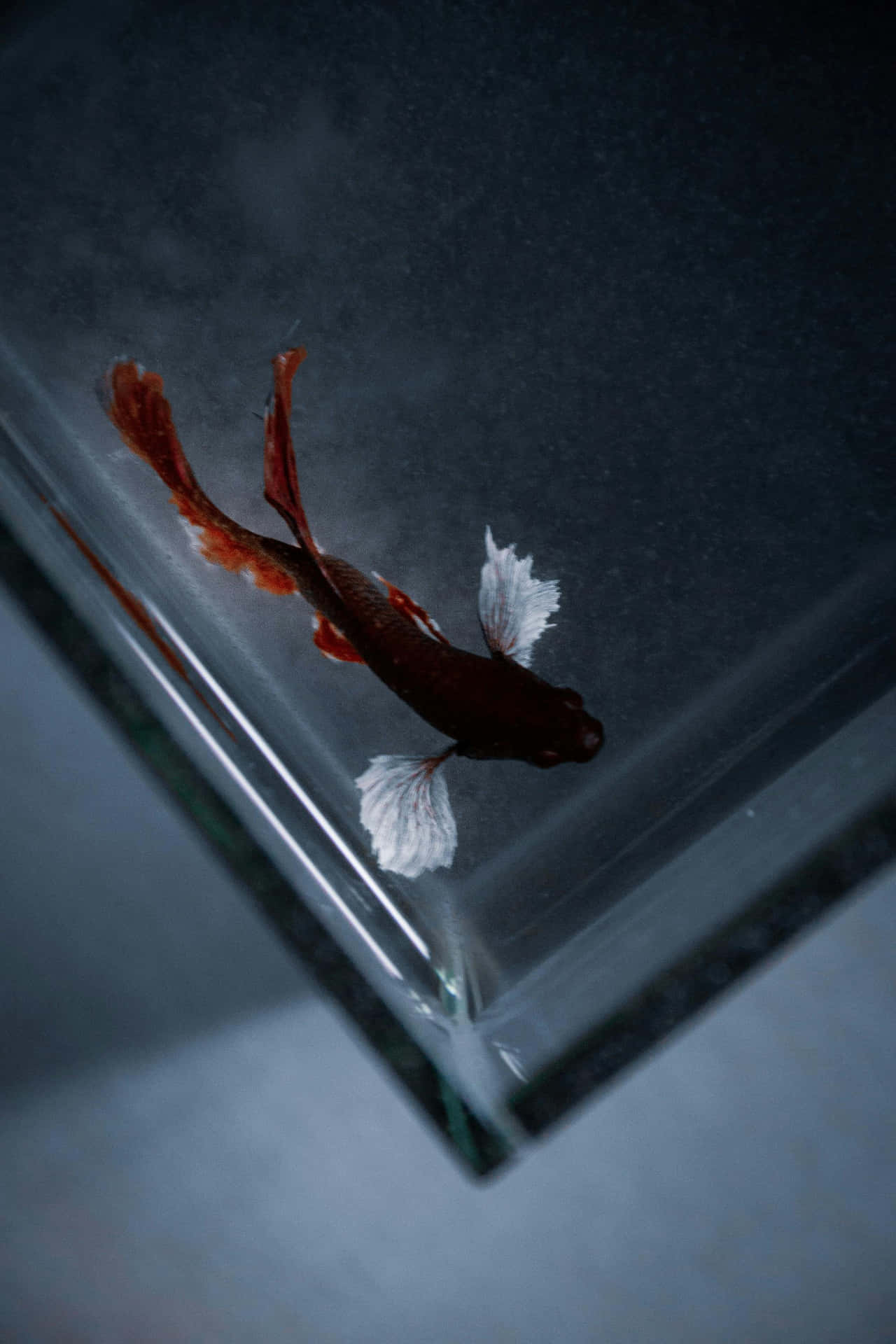 壁紙 — 一條鮮艷的紅白鬥魚喺黑暗背景下，喺透明水族箱嘅玻璃角落附近優雅咁游緊。