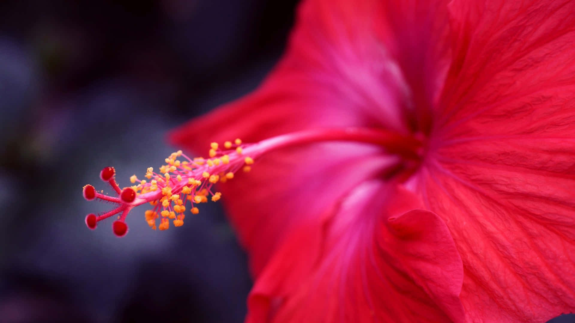  壁紙 — 一朵鮮紅色的芙蓉花，帶有橙色的雄蕊，在模糊的深色背景下清晰對焦。