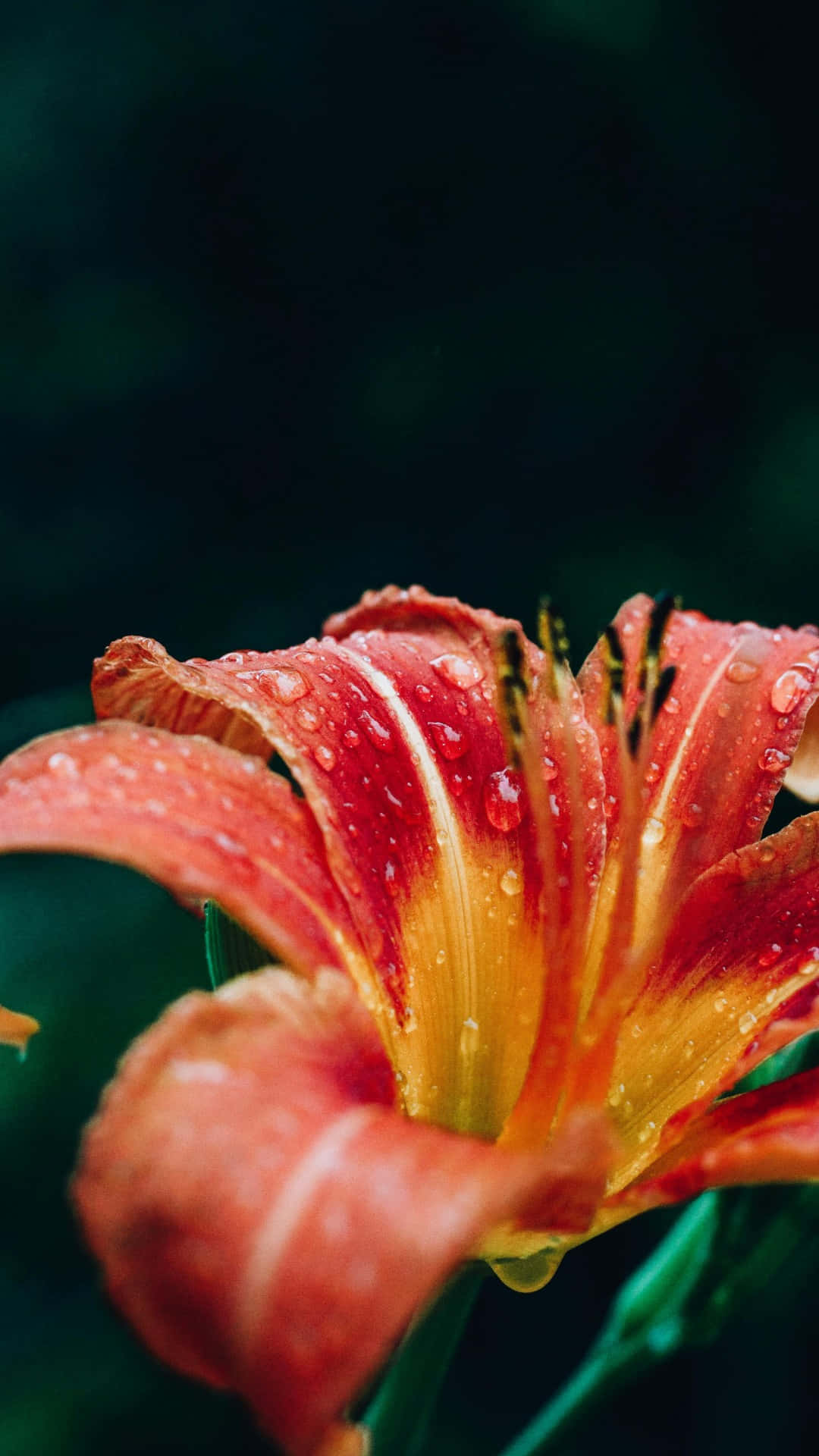  壁紙 — 一朵鮮紅的百合花，帶有露珠，在深綠色模糊背景上閃閃發光。