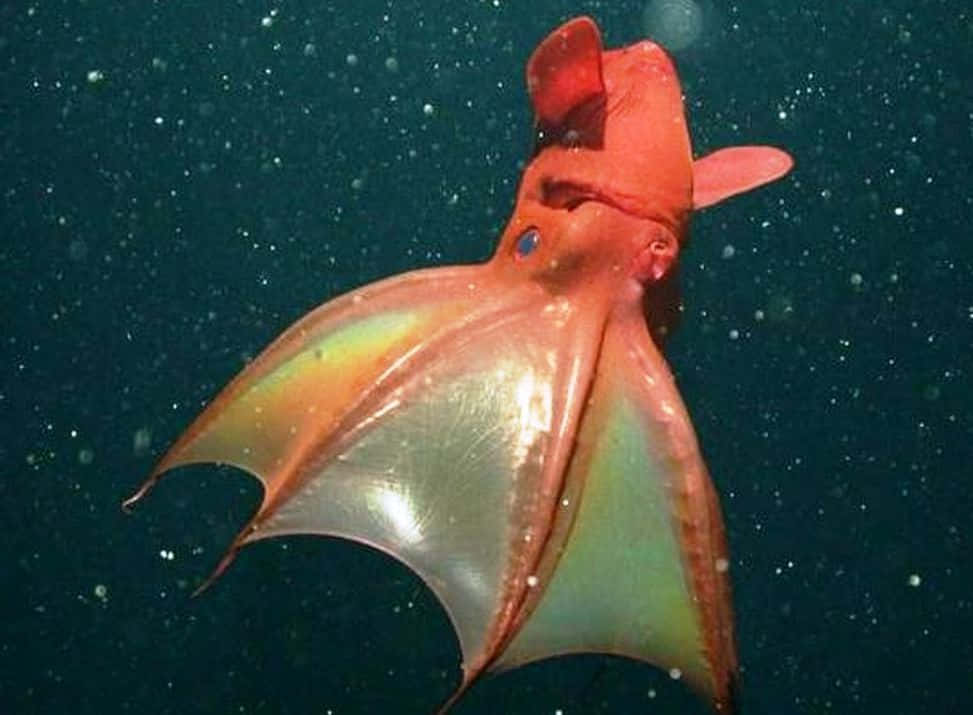 Vampire Squid 桌布 壁紙 — 一隻鮮紅色的吸血鬼魷魚在黑暗的海水中滑行，帶有半透明的翼狀鰭和發光的藍色眼睛。