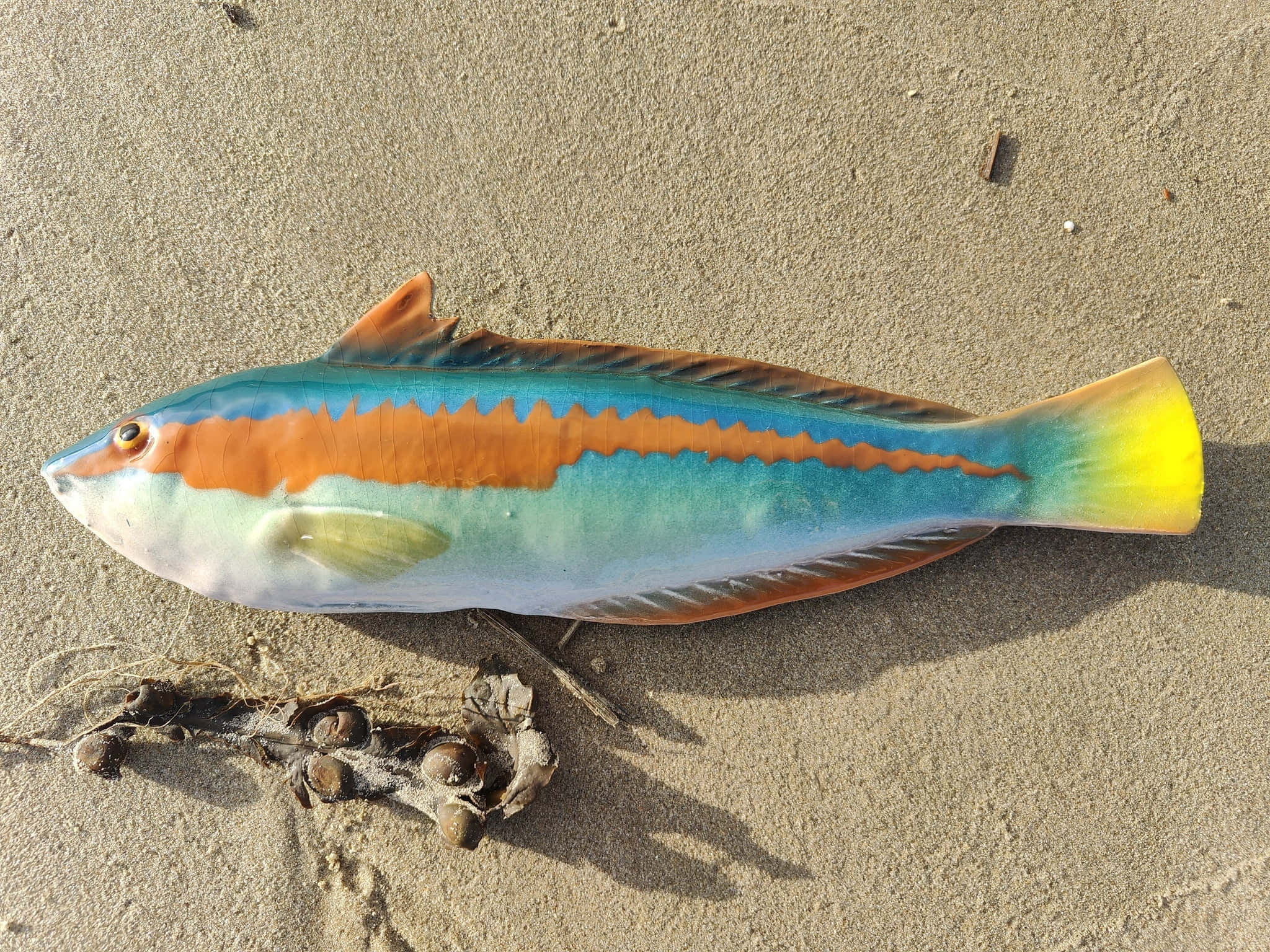 Wrasse 桌布 壁紙 — 一條色彩鮮豔的熱帶魚，帶有藍色、橙色和黃色條紋，躺在濕沙上，旁邊有海藻。