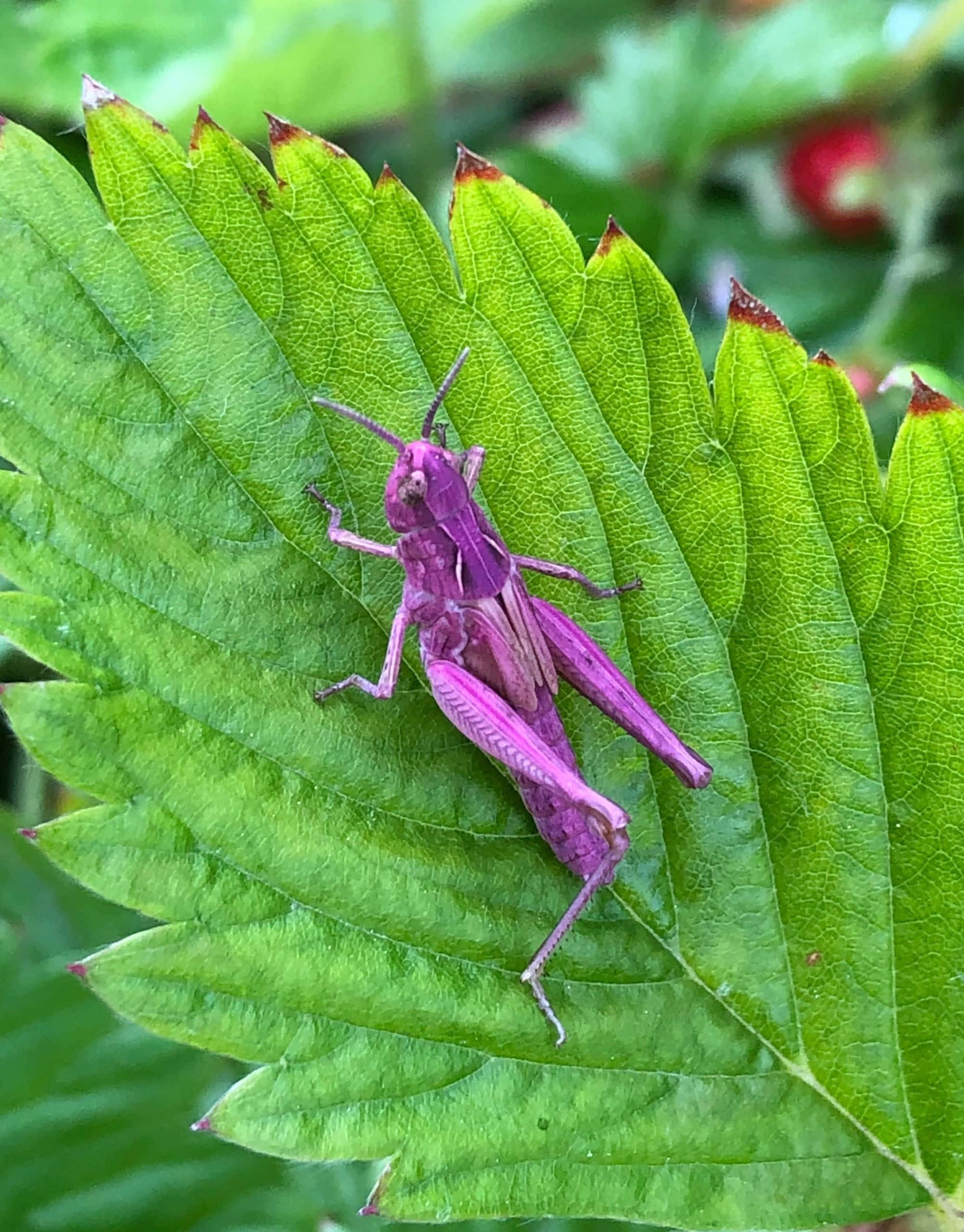 Grasshopper 桌布 壁紙 — 一隻鮮豔的紫色蚱蜢棲息在一片邊緣呈鋸齒狀、葉脈可見的茂盛綠葉上。