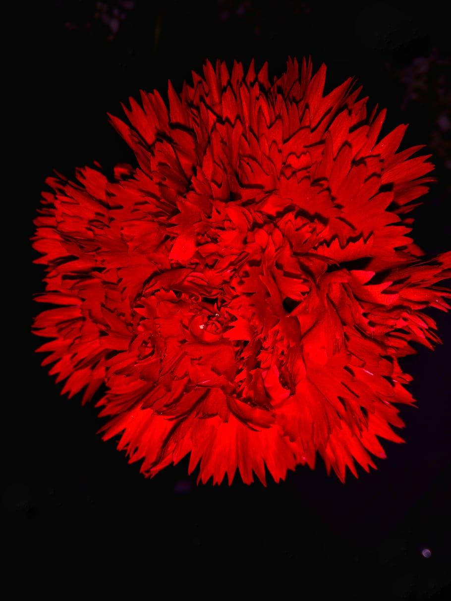 紅色康乃馨暗夜高畫質花卉 壁紙 — 一朵鮮紅的康乃馨在純黑背景上強烈綻放，層層疊疊的花瓣散發著飽和的色彩光芒。