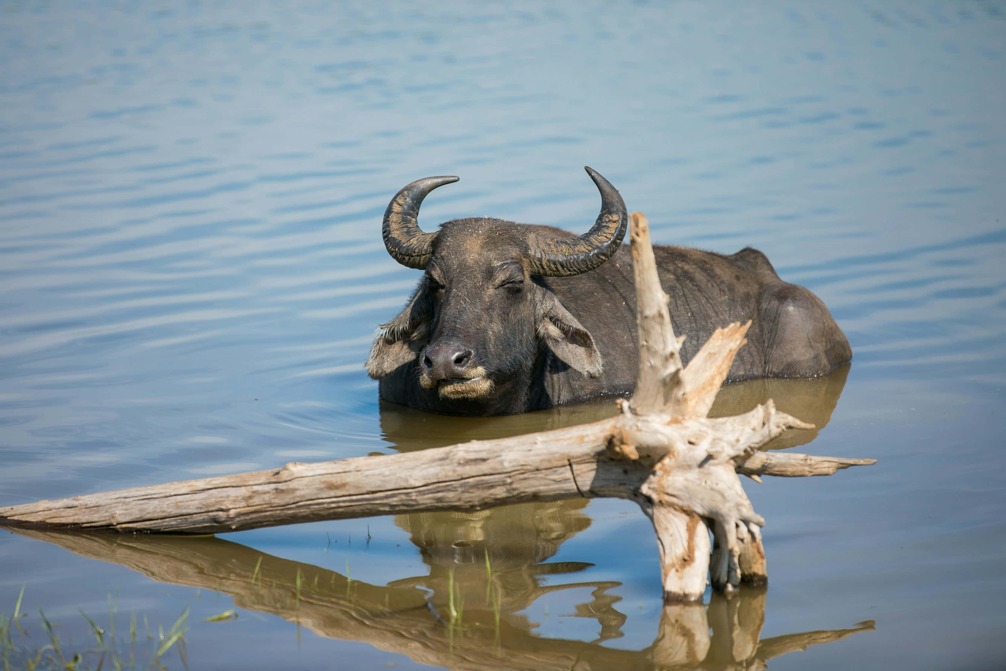 Water Buffalo 桌布 壁紙 — 一頭水牛在清澈的藍色水中平靜地休息，前景有一根風化的木頭。