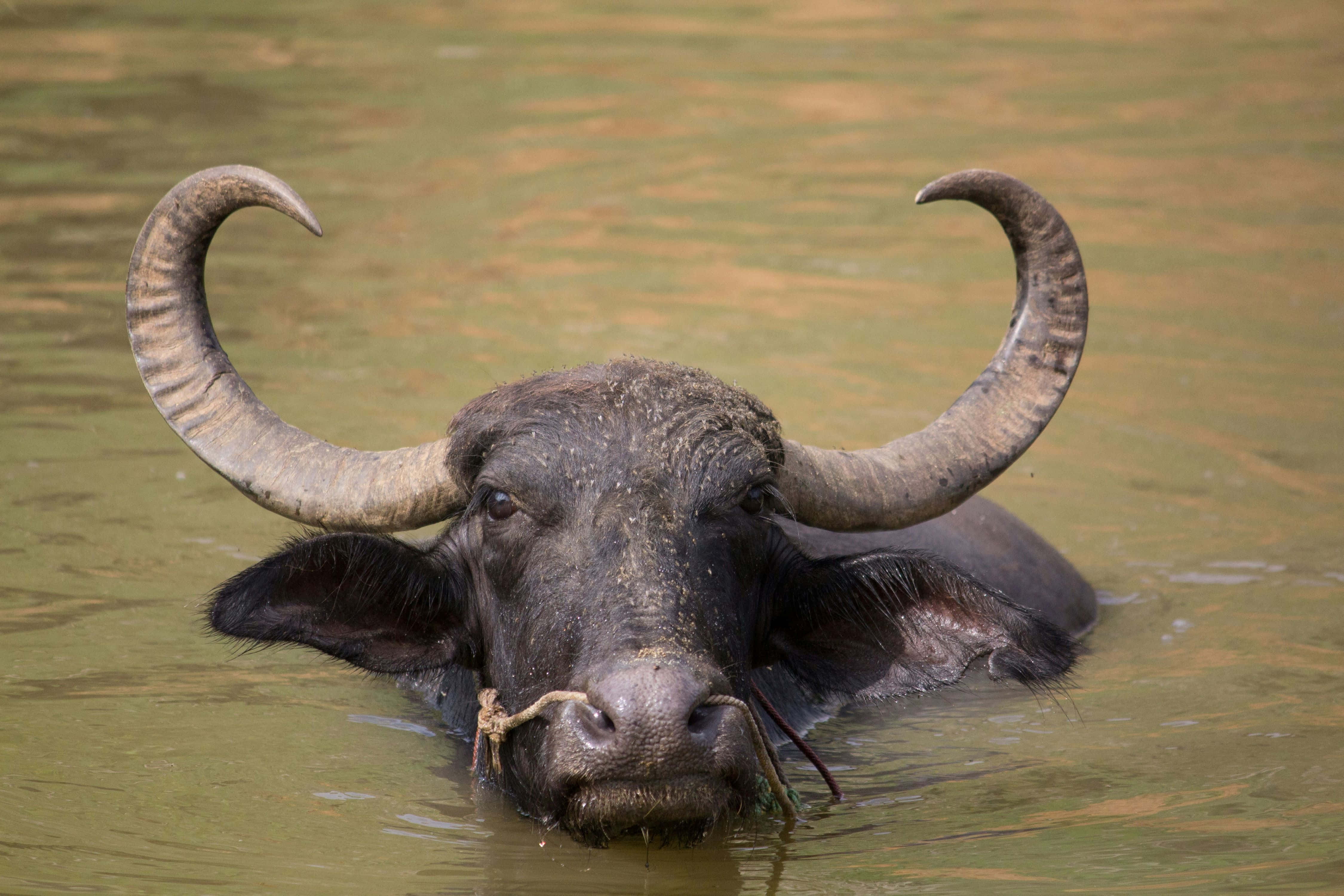 Water Buffalo 桌布 壁紙 — 一頭擁有巨大彎角的水牛從渾濁的綠色水中浮現，直視鏡頭。