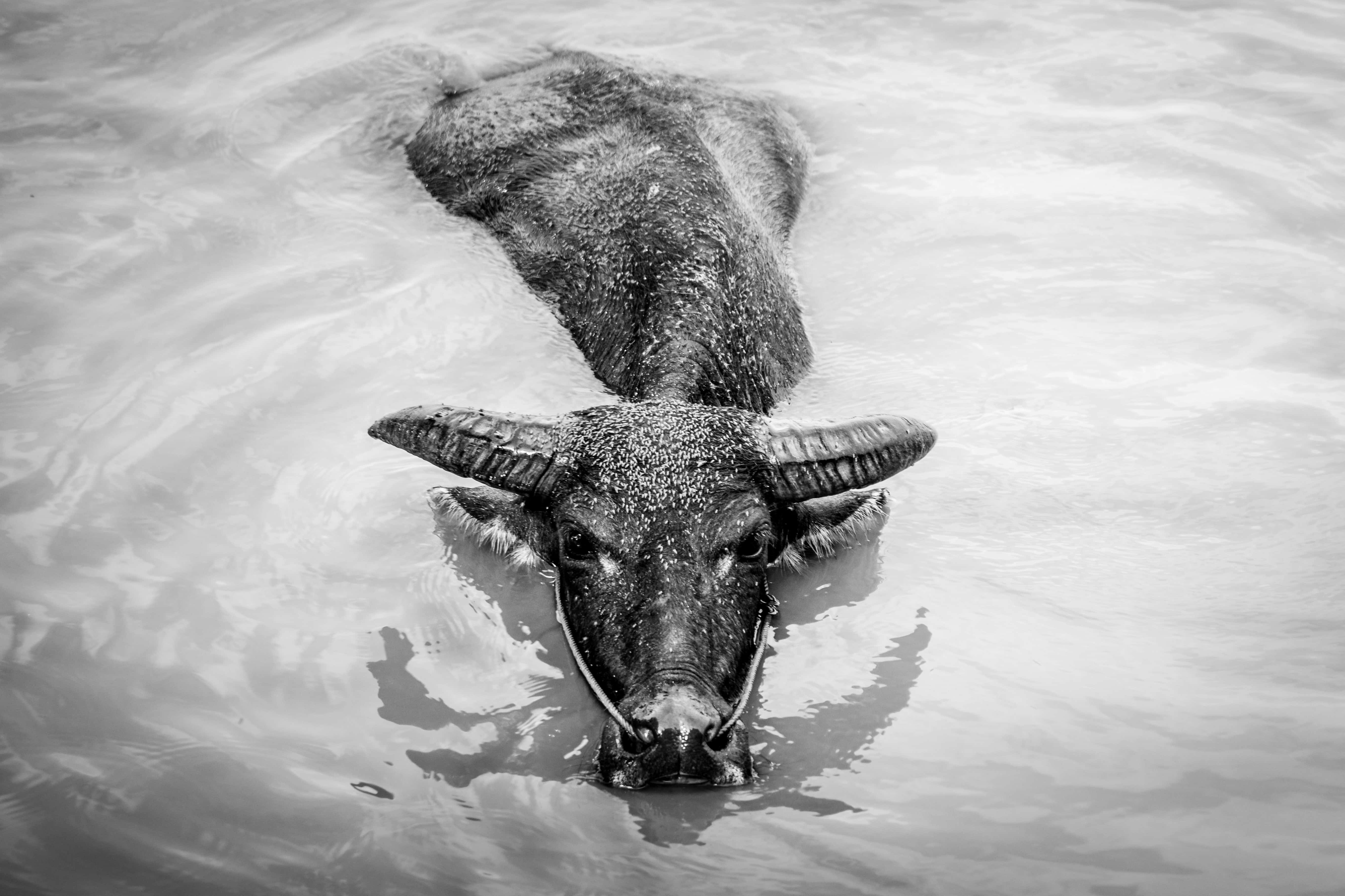 Water Buffalo 桌布 壁紙 — 一頭水牛的頭部從漣漪的水面浮現，呈現出鮮明的黑白照片效果。