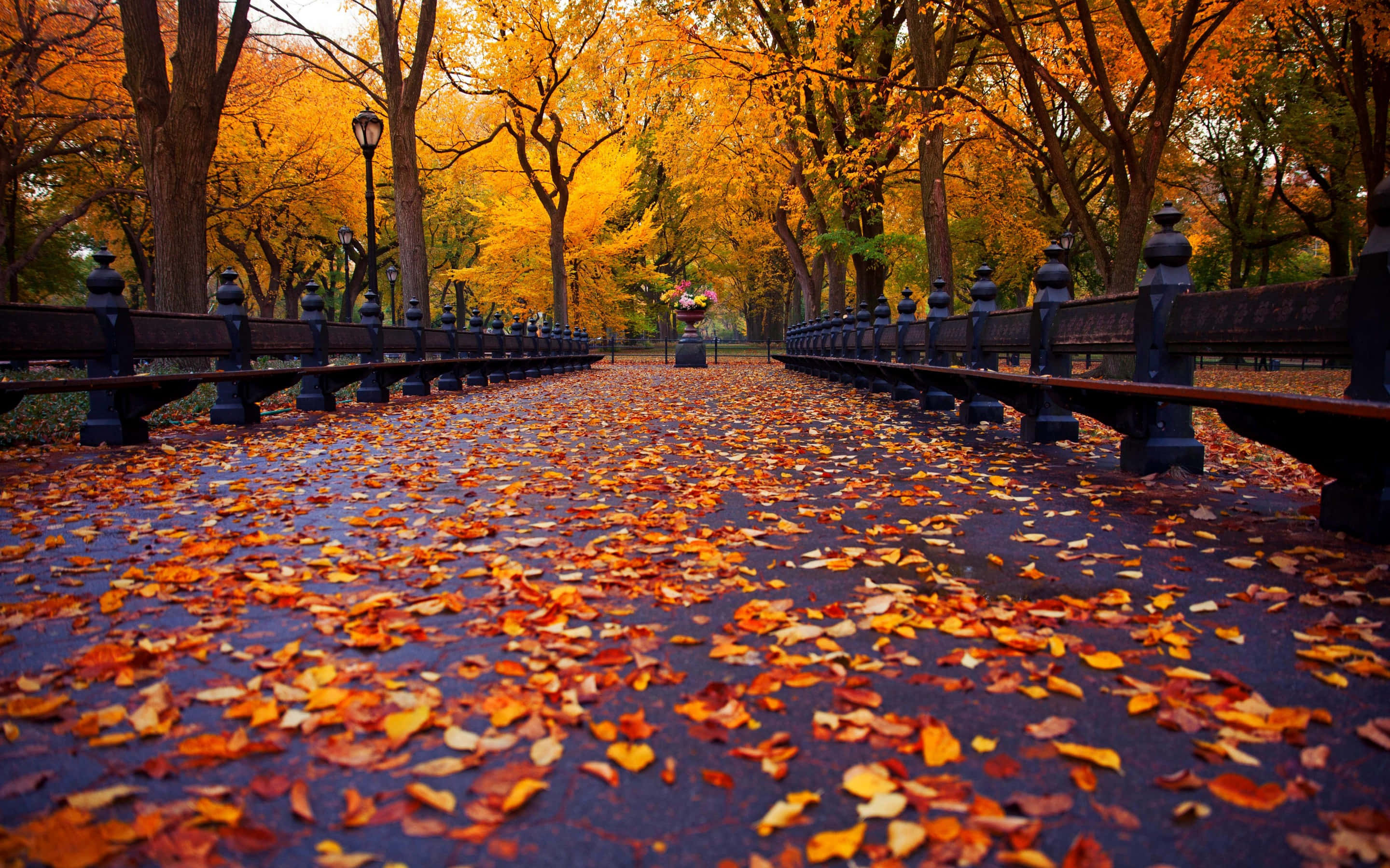Fall City 桌布 壁紙 — 一條濕漉漉的公園小徑，鋪滿鮮豔的橙色和黃色秋葉，在金色樹冠下延伸於華麗的黑色欄杆之間。