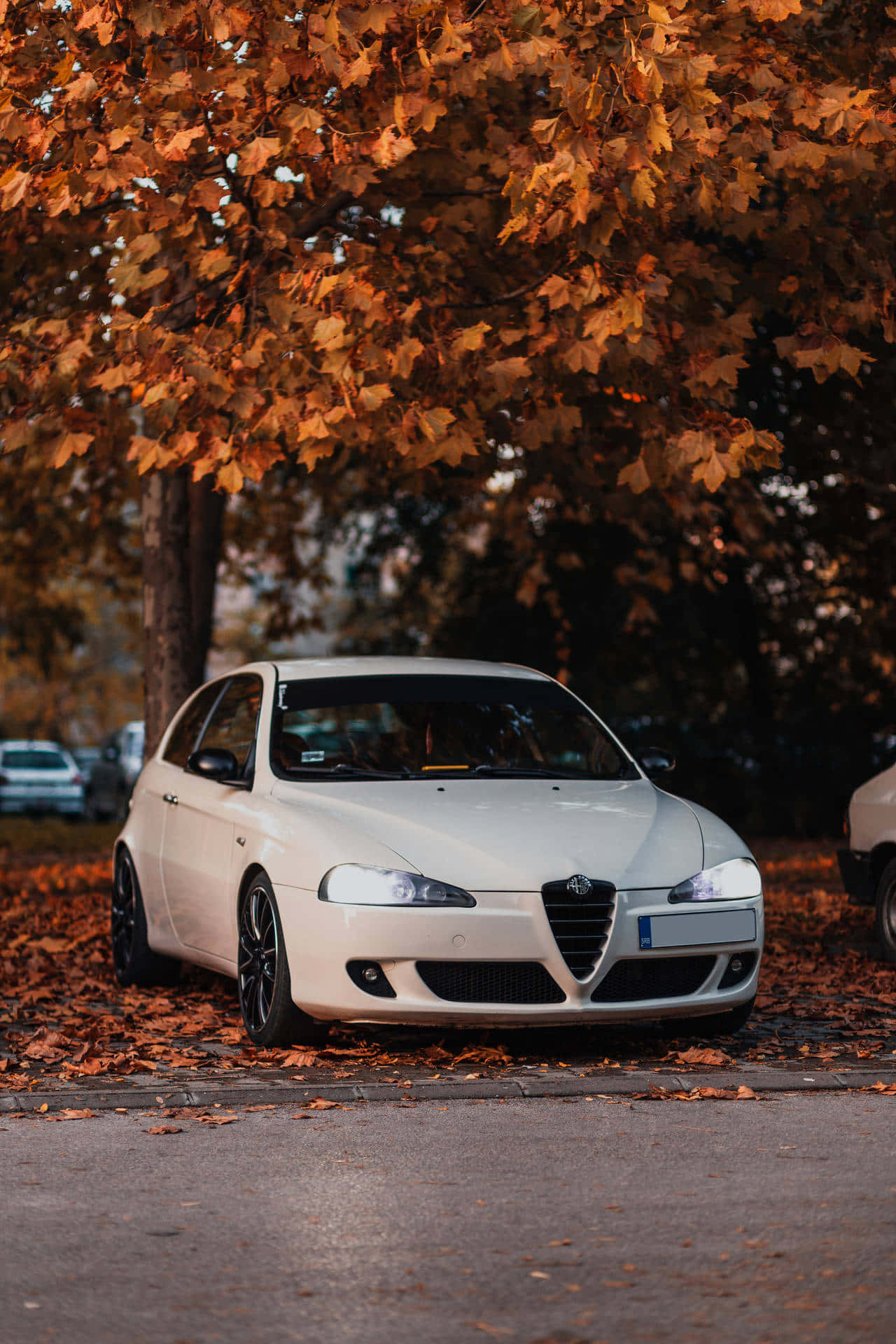 Alfa Romeo 147 桌布 壁紙 — 一輛白色愛快羅密歐停泊在寧靜街道上金色秋葉的樹冠下。