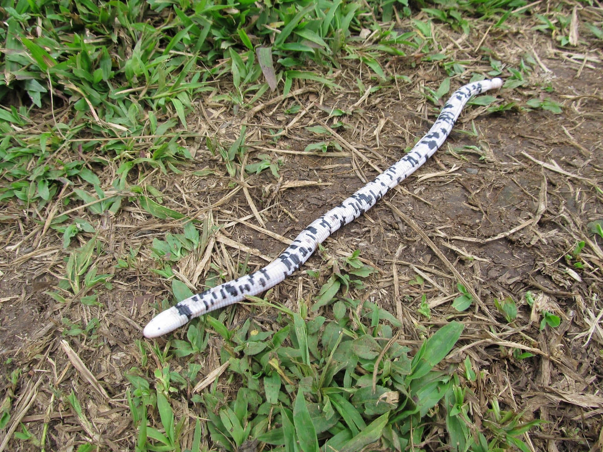  壁紙 — 一隻黑白斑點、像蟲的生物在綠色草叢和棕色泥土中滑行。