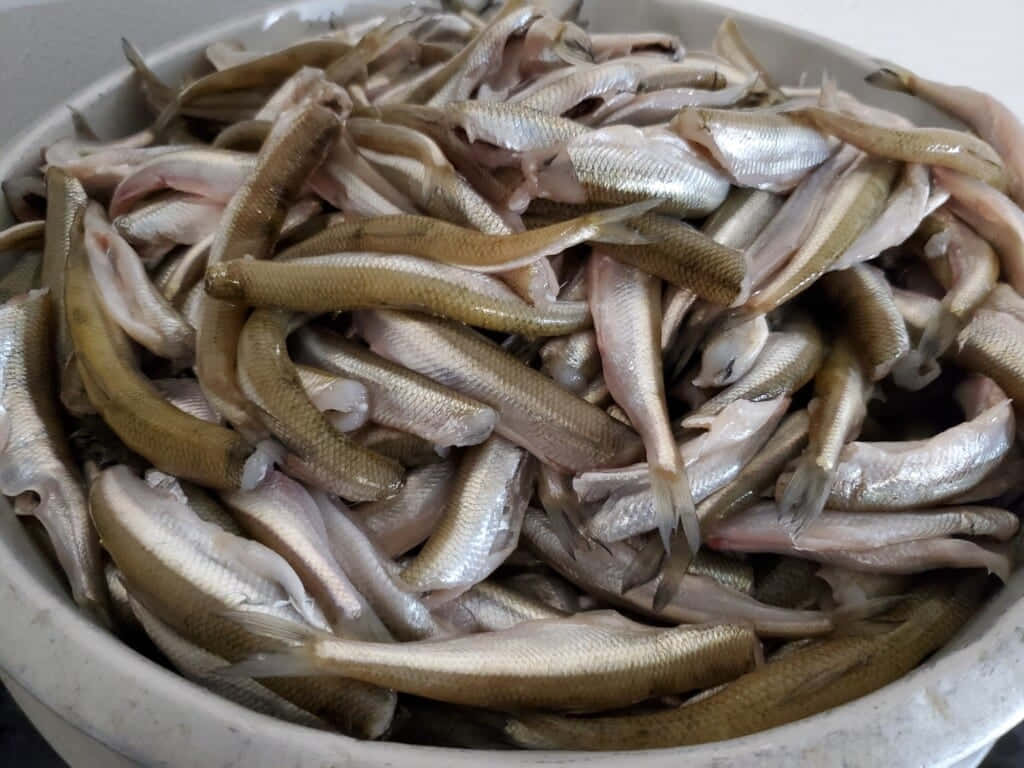  壁紙 — 一個白色碗裝滿了在明亮燈光下閃閃發光的小銀魚。