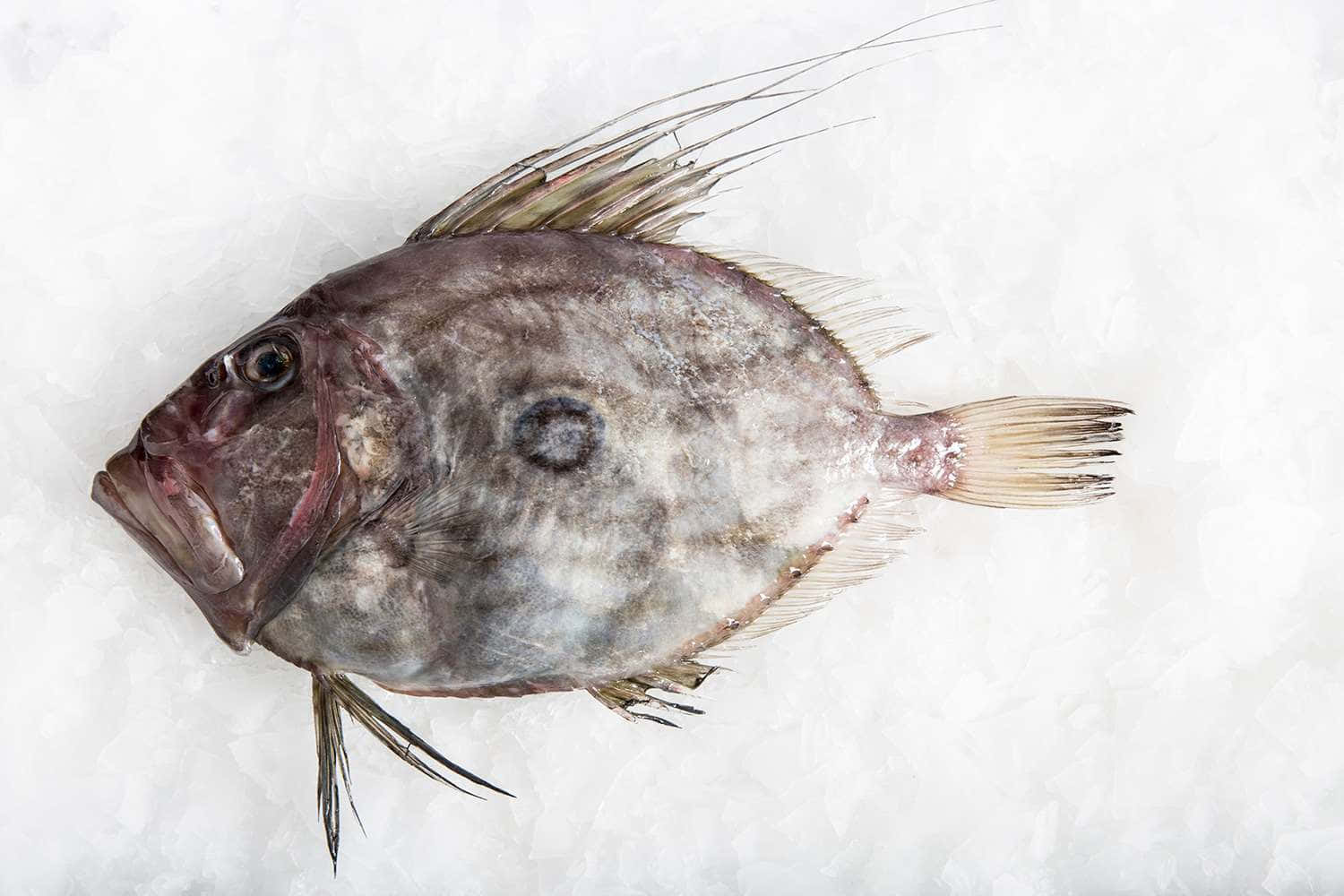  壁紙 — 一條帶有尖刺鰭和深色斑點的整條魚躺在碎冰床上。