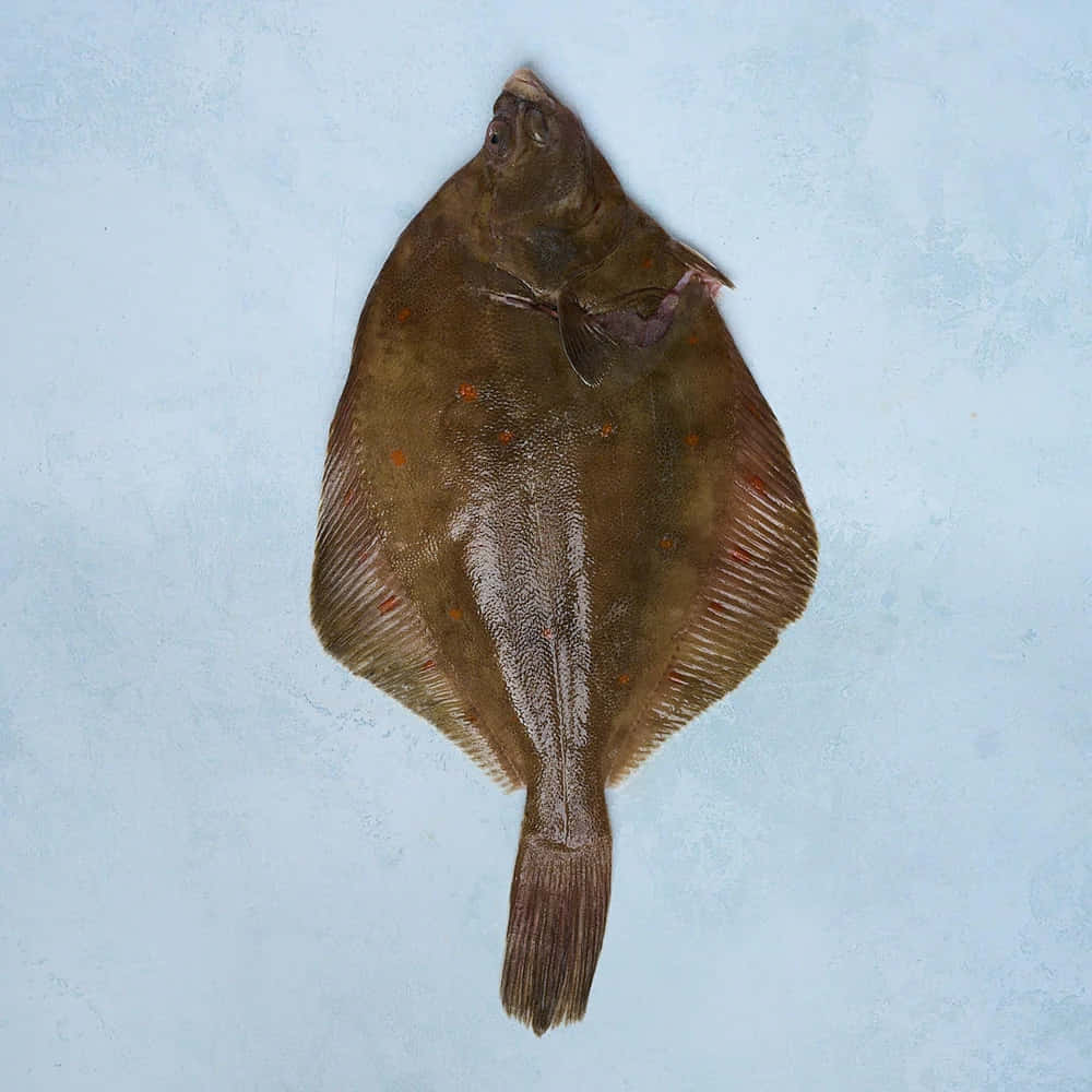  壁紙 — 一條完整的比目魚，帶有斑駁的棕色皮膚和橙色斑點，平躺在有紋理的淺藍色表面上。