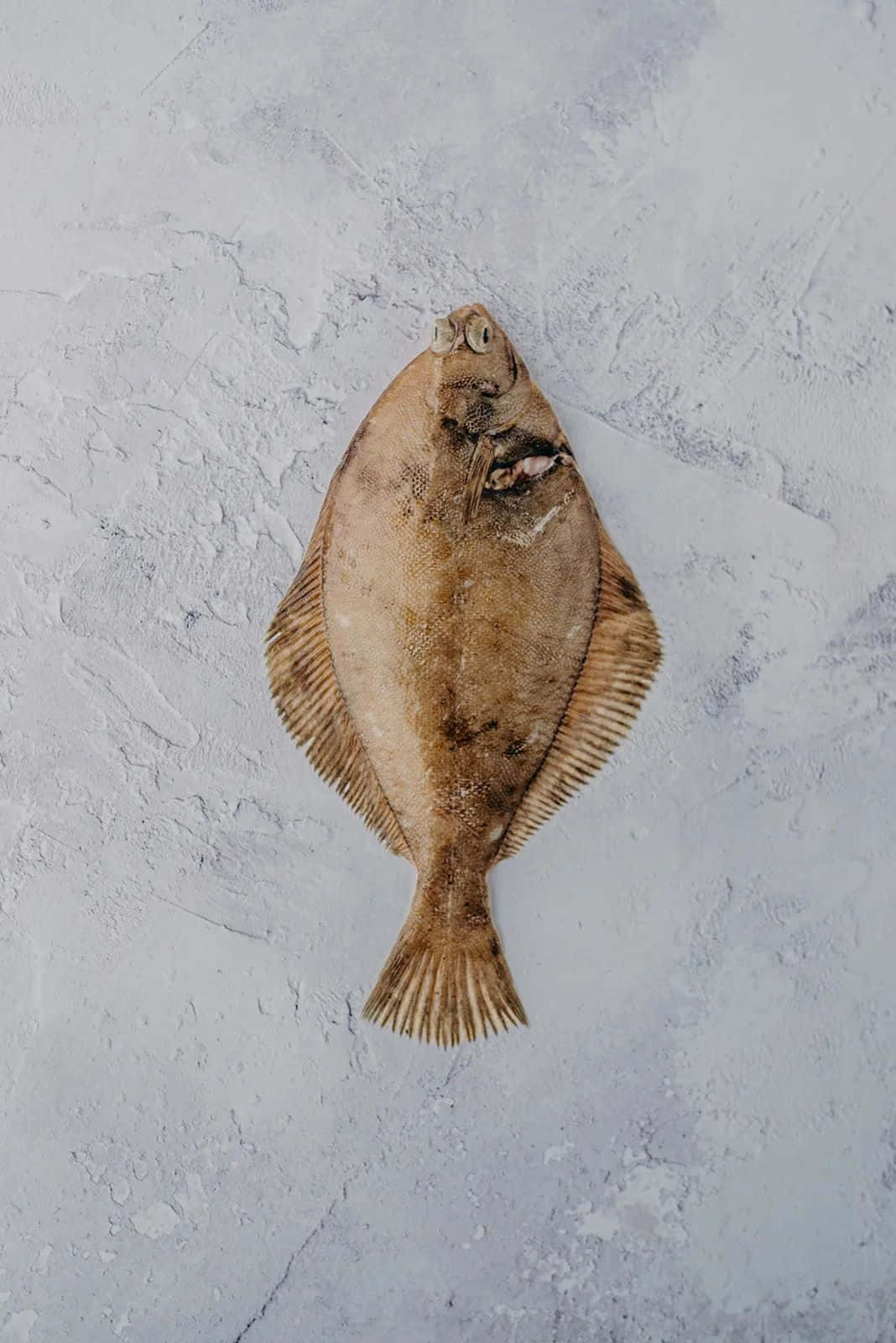  壁紙 — 一條完整的比目魚，帶有斑駁的棕色皮膚，放在紋理淺灰色混凝土表面上。
