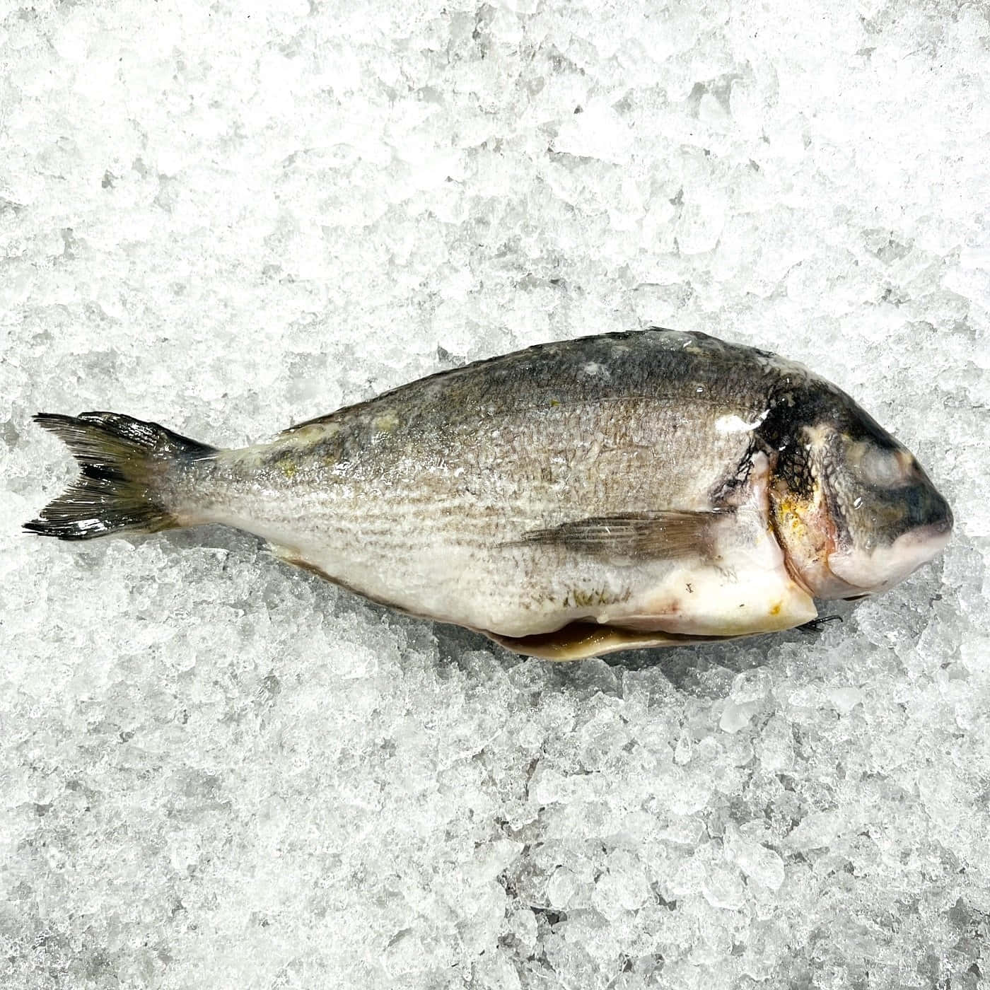  壁紙 — 一條帶有銀色鱗片的新鮮全魚，在明亮的燈光下放置在碎冰床上。