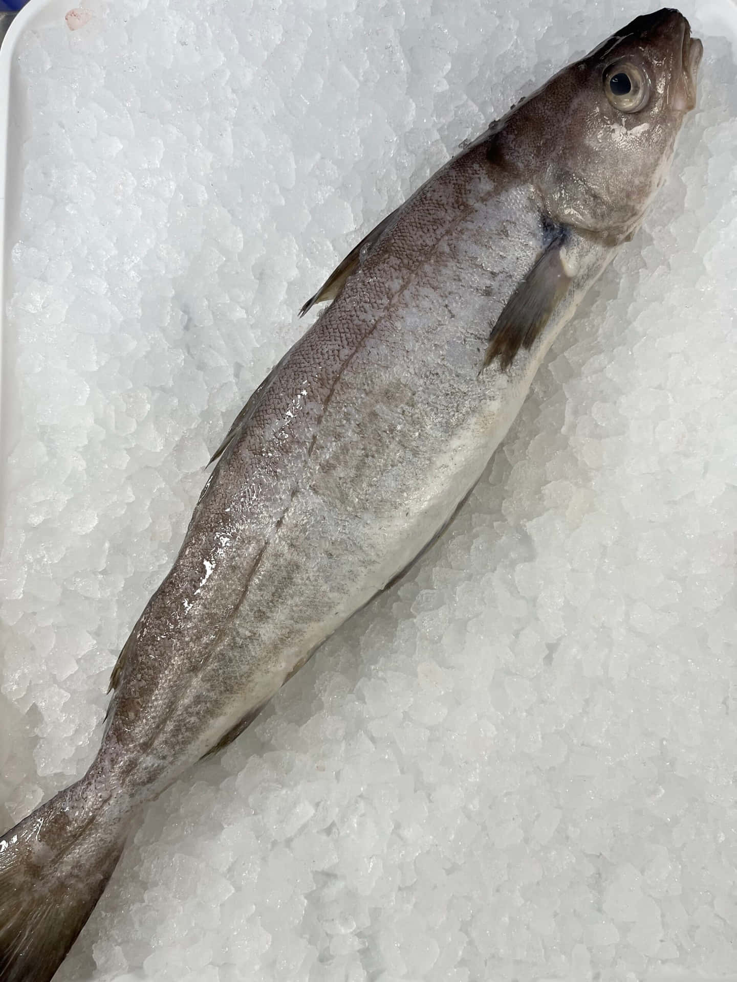  壁紙 — 一條完整的銀色魚躺在白色托盤的碎冰床上，在明亮燈光下閃閃發光。