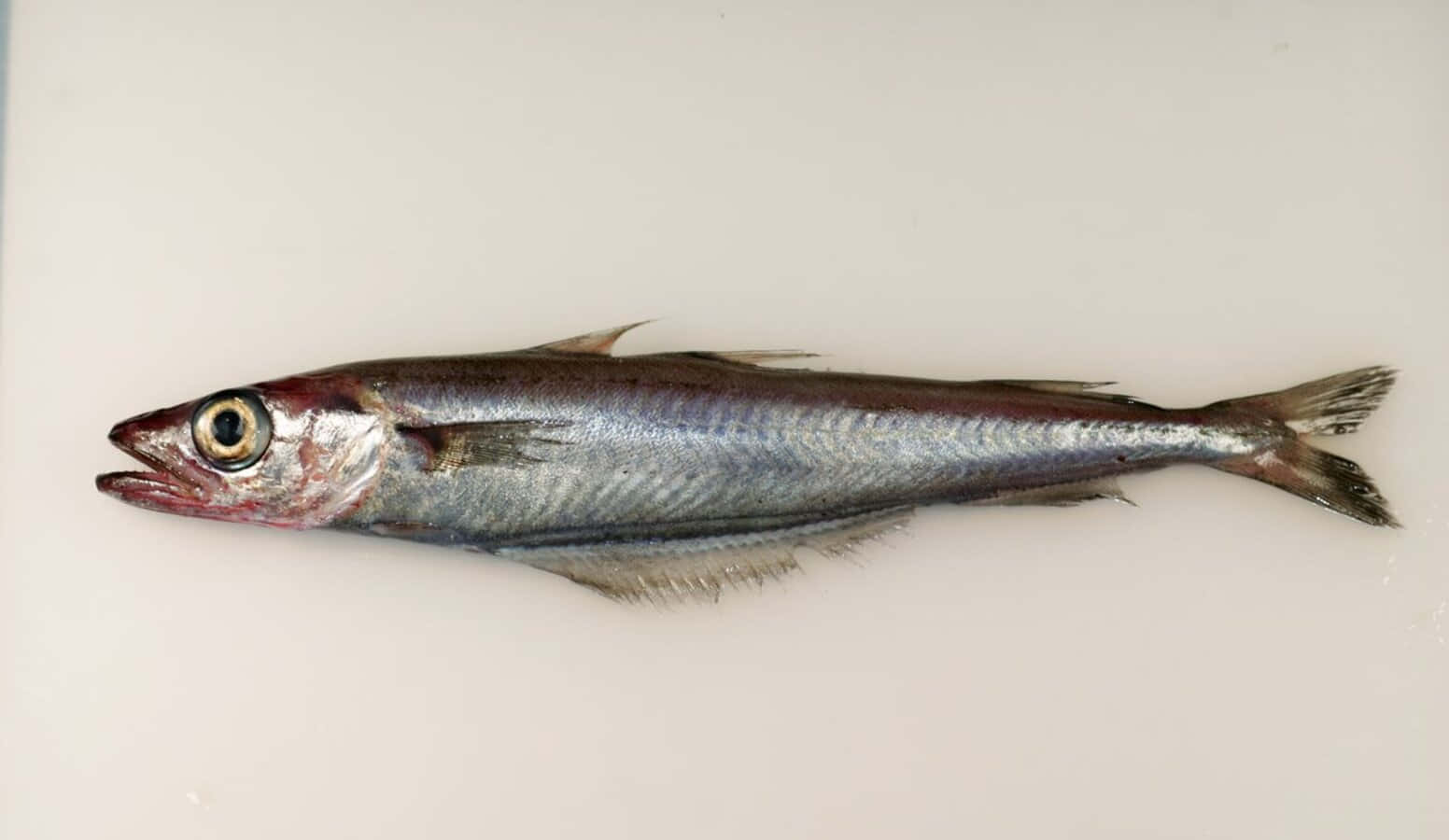  壁紙 — 一條銀色鱗片、大眼睛的細長魚平躺在純白表面上。