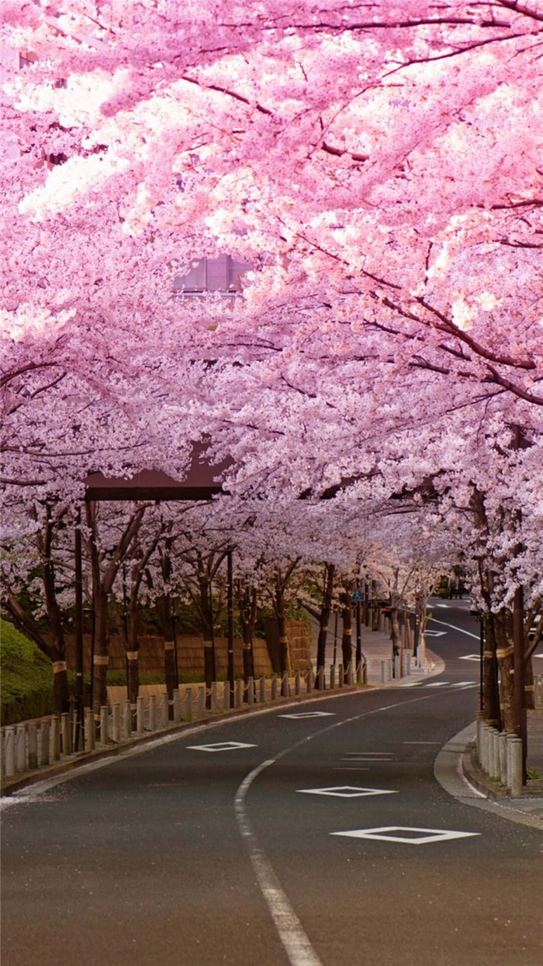 Cherry Blossom Tree 桌布 壁紙 — 一條蜿蜒的道路在盛開的鮮豔粉紅色櫻花濃密樹冠下彎曲。