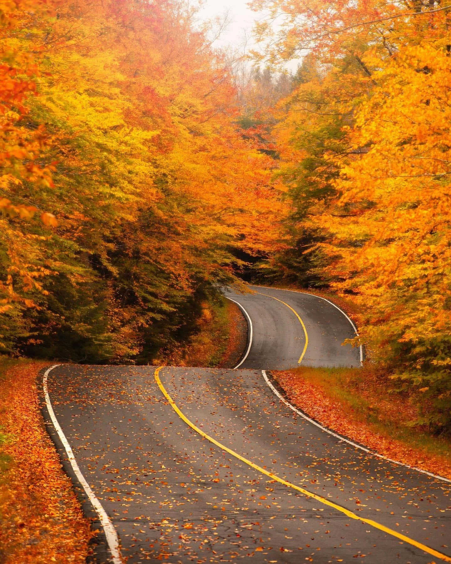  壁紙 — 一條蜿蜒的道路穿過一片茂密的森林，森林裡金黃色的秋葉如火般絢爛。