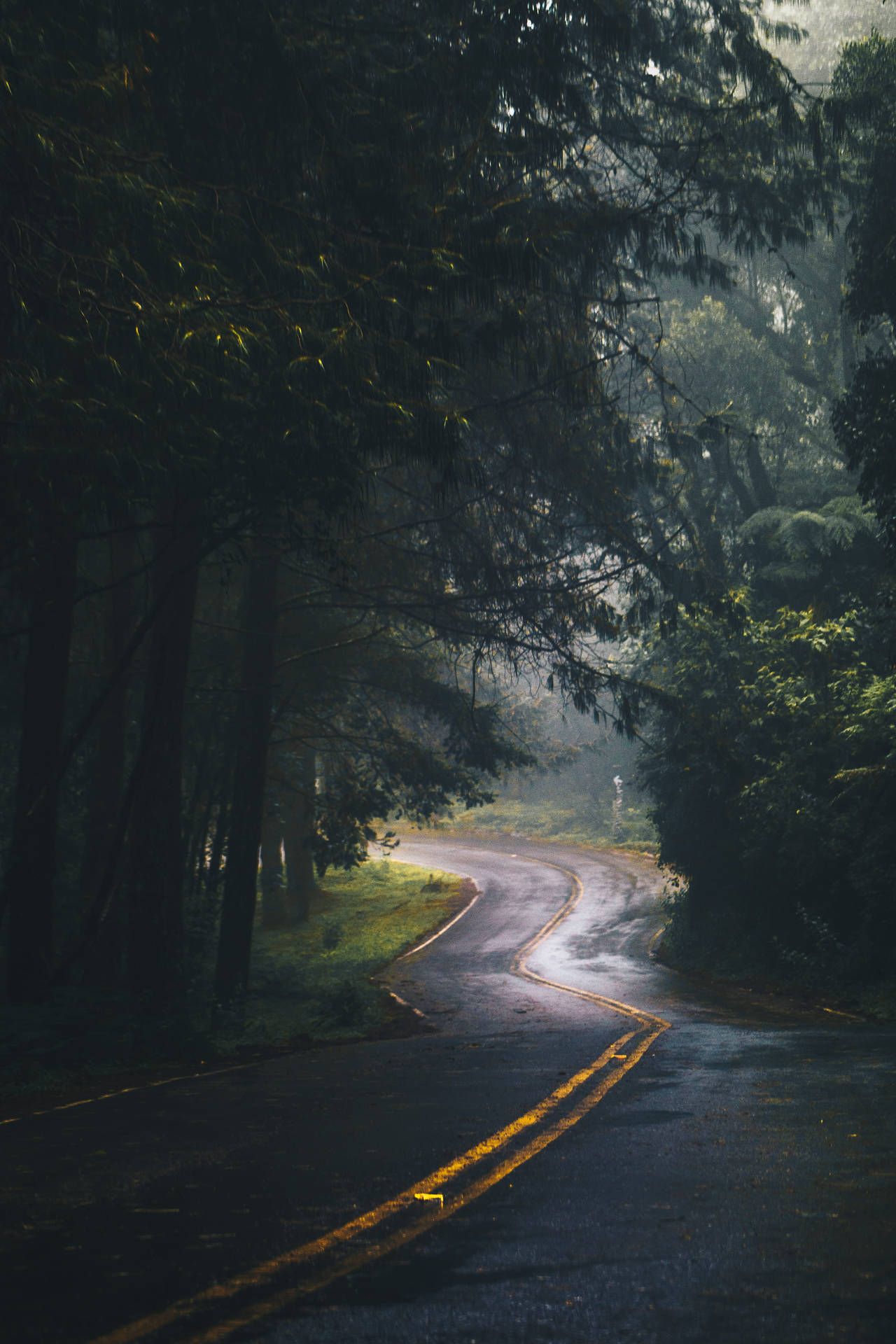 蜿蜒的森林道路，霧氣和斑駁的光線穿過樹木。