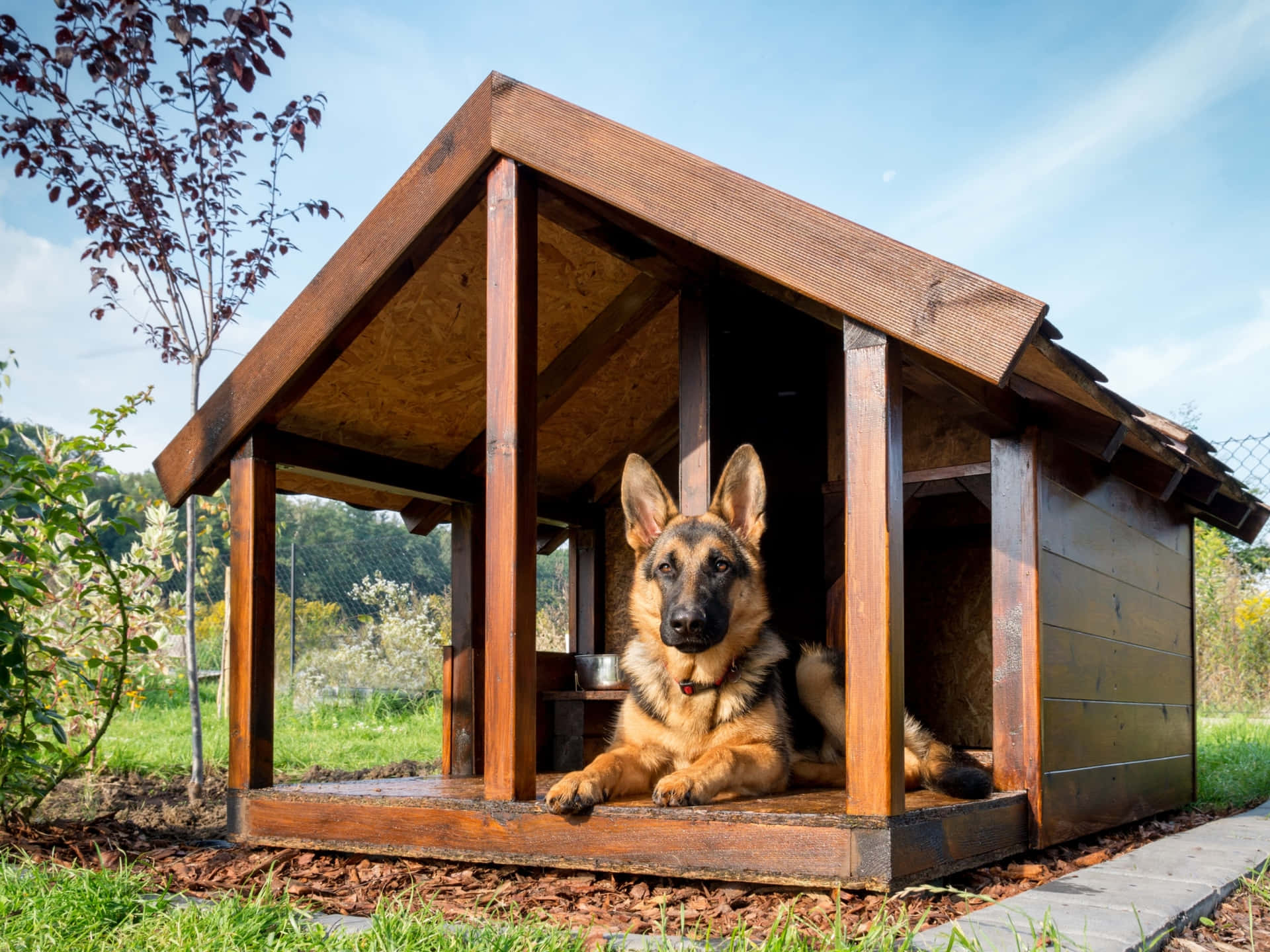 壁紙 — 一隻德國牧羊犬在陽光普照的花園裡，在質樸的木製狗屋門廊上平靜地休息。