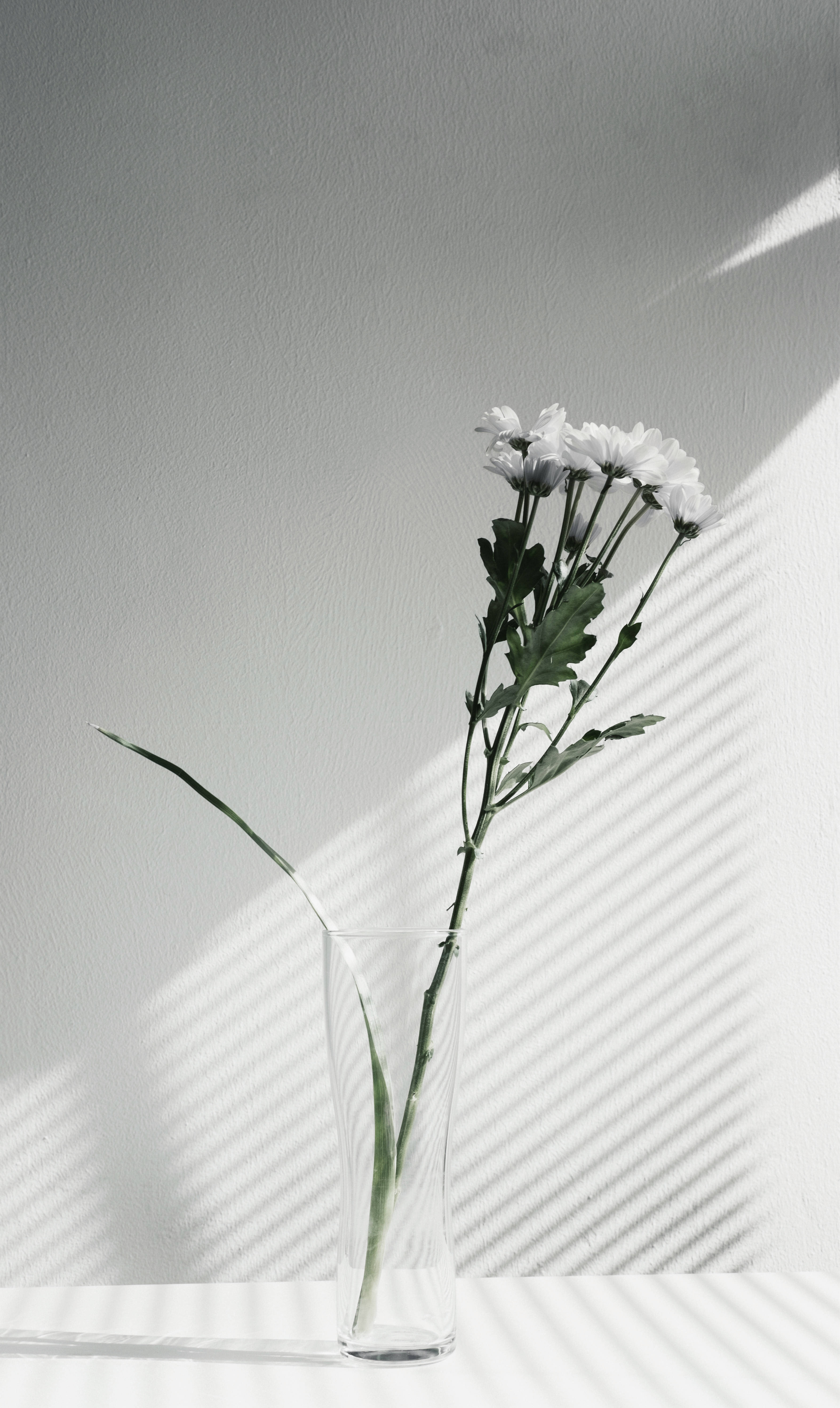 Aesthetic And Minimalist Flower 壁紙 — 透明玻璃花瓶中的白色雛菊在明亮的陽光下在素牆上投射出銳利的條紋陰影。