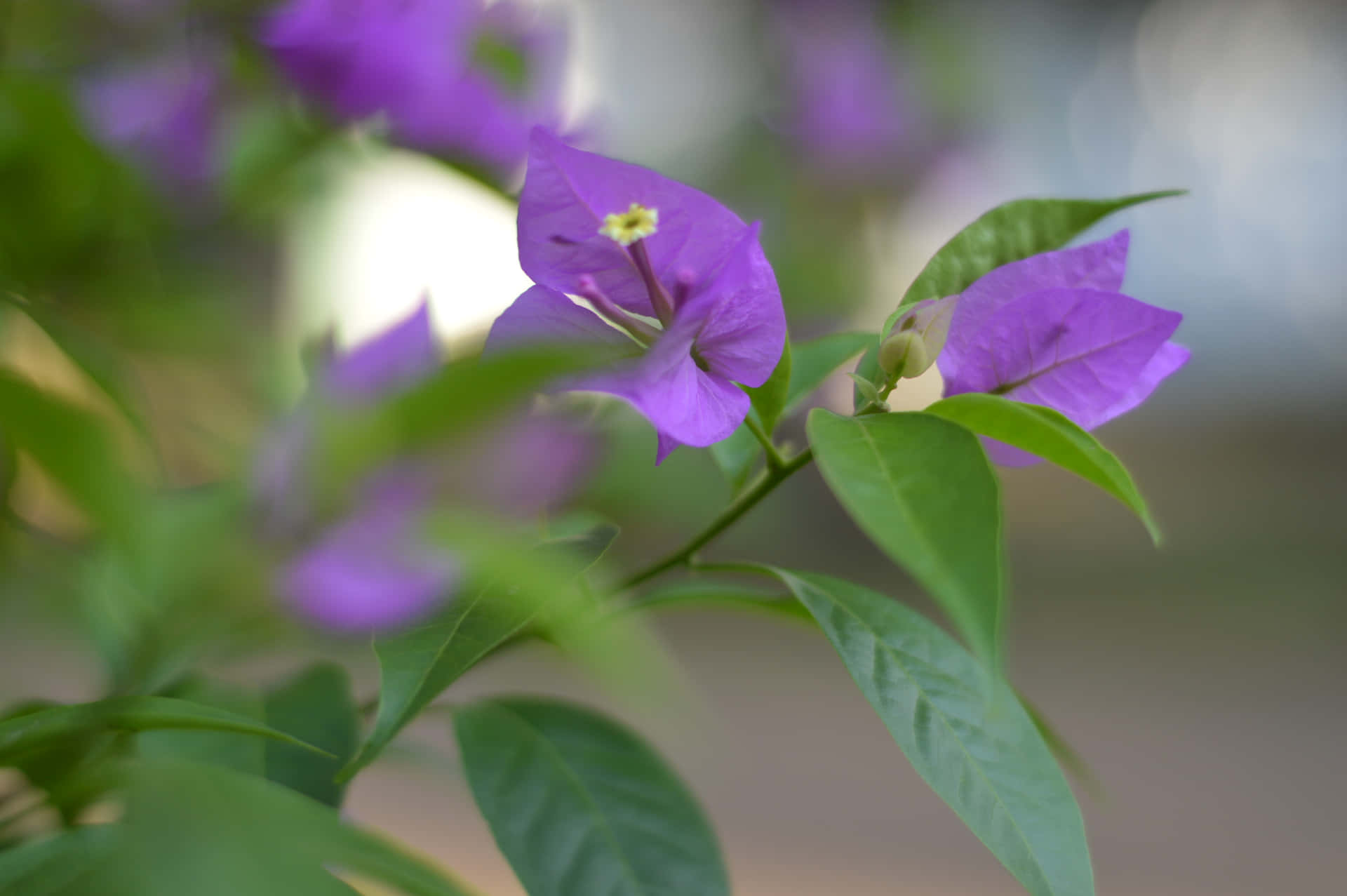 紫色三角梅花朵與綠色葉子，背景柔和模糊