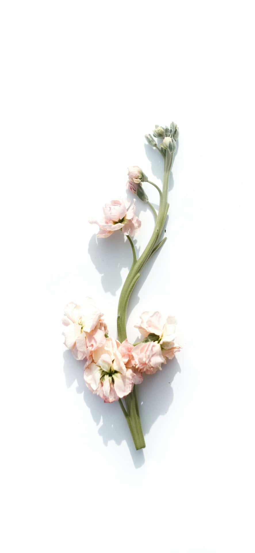白色背景上帶有粉紅色花朵和花蕾的細長莖。
