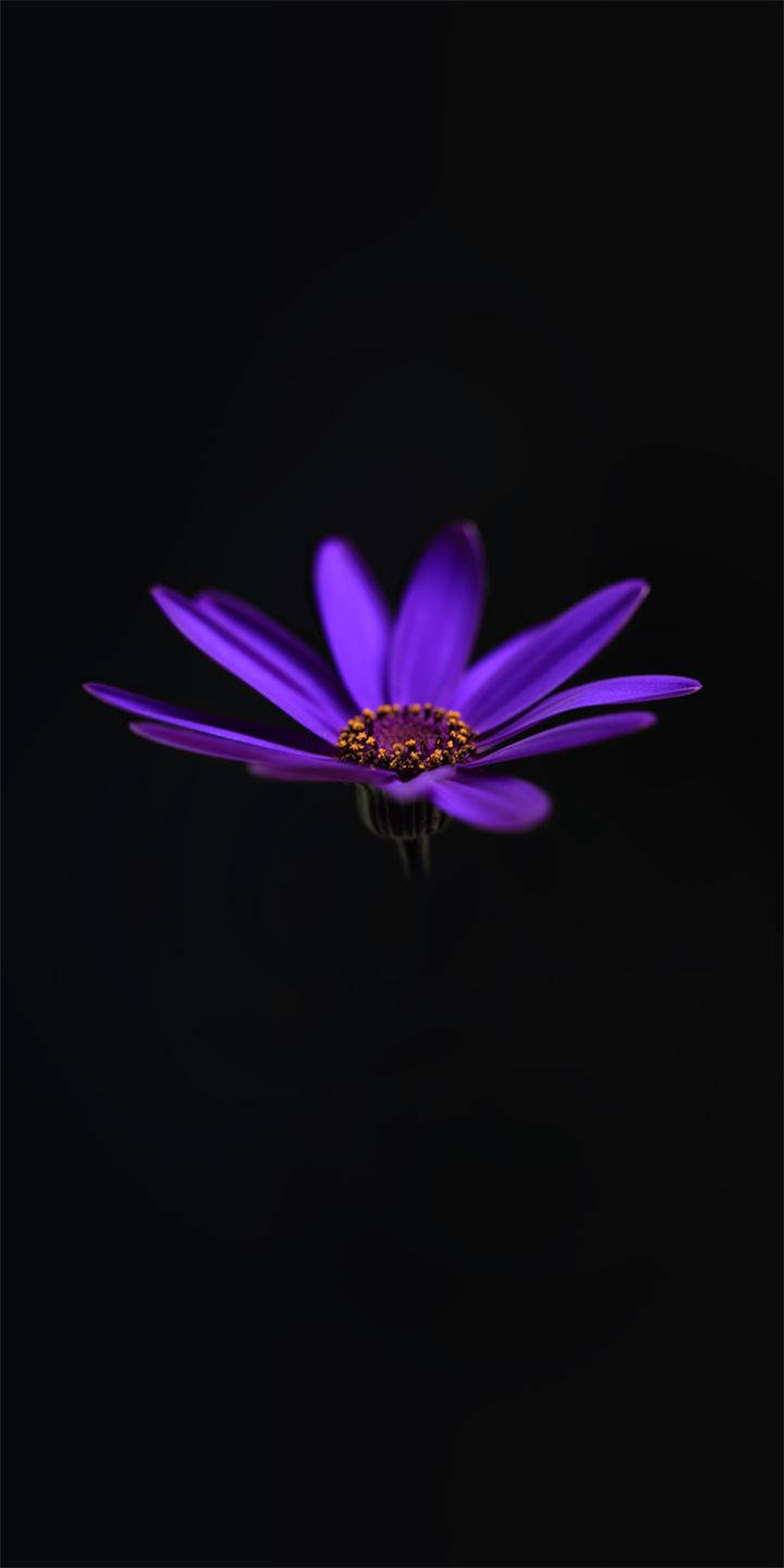 Alcatel 紫色睡蓮 壁紙 — 一朵鮮豔的紫色花朵，金色花心，在深黑色背景上綻放。