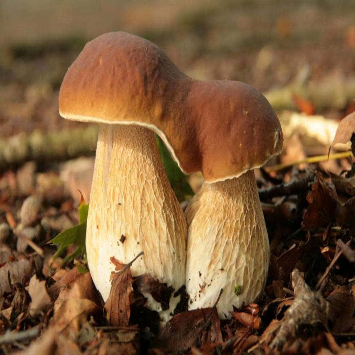 Allomyces 蘑菇種類圖片 壁紙 — 兩棵褐色傘狀、莖部有紋理的蘑菇從一層落葉中冒出。