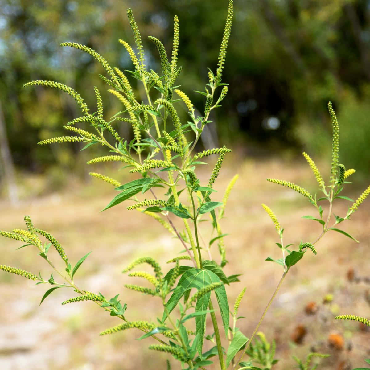豚草 Ambrosia 可愛花簇圖片 壁紙 — 高大的綠色植物帶有黃綠色穗狀花序，在陽光明媚的自然田野中輕輕搖曳，背景是模糊的森林。