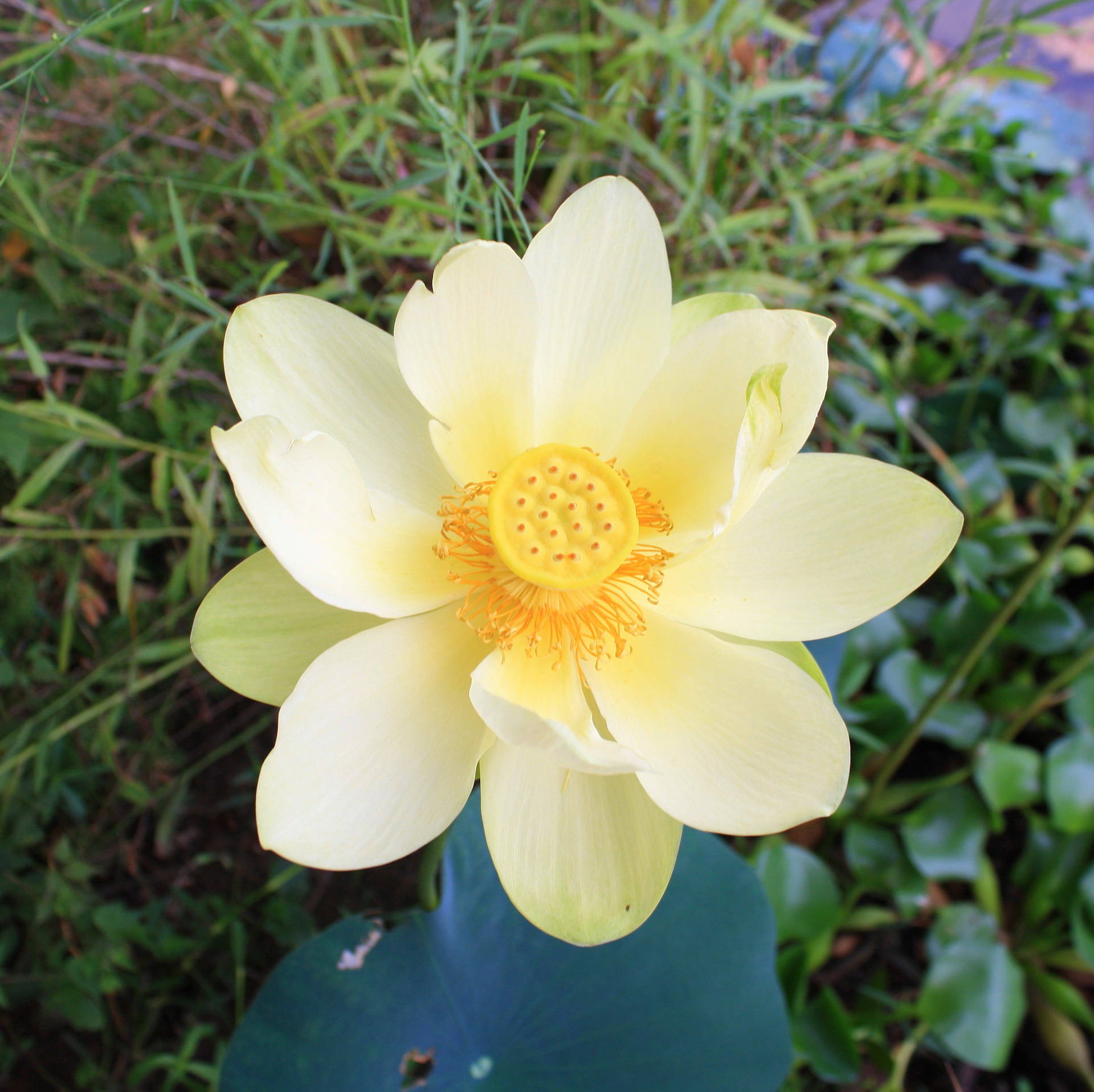 美國蓮花壁紙