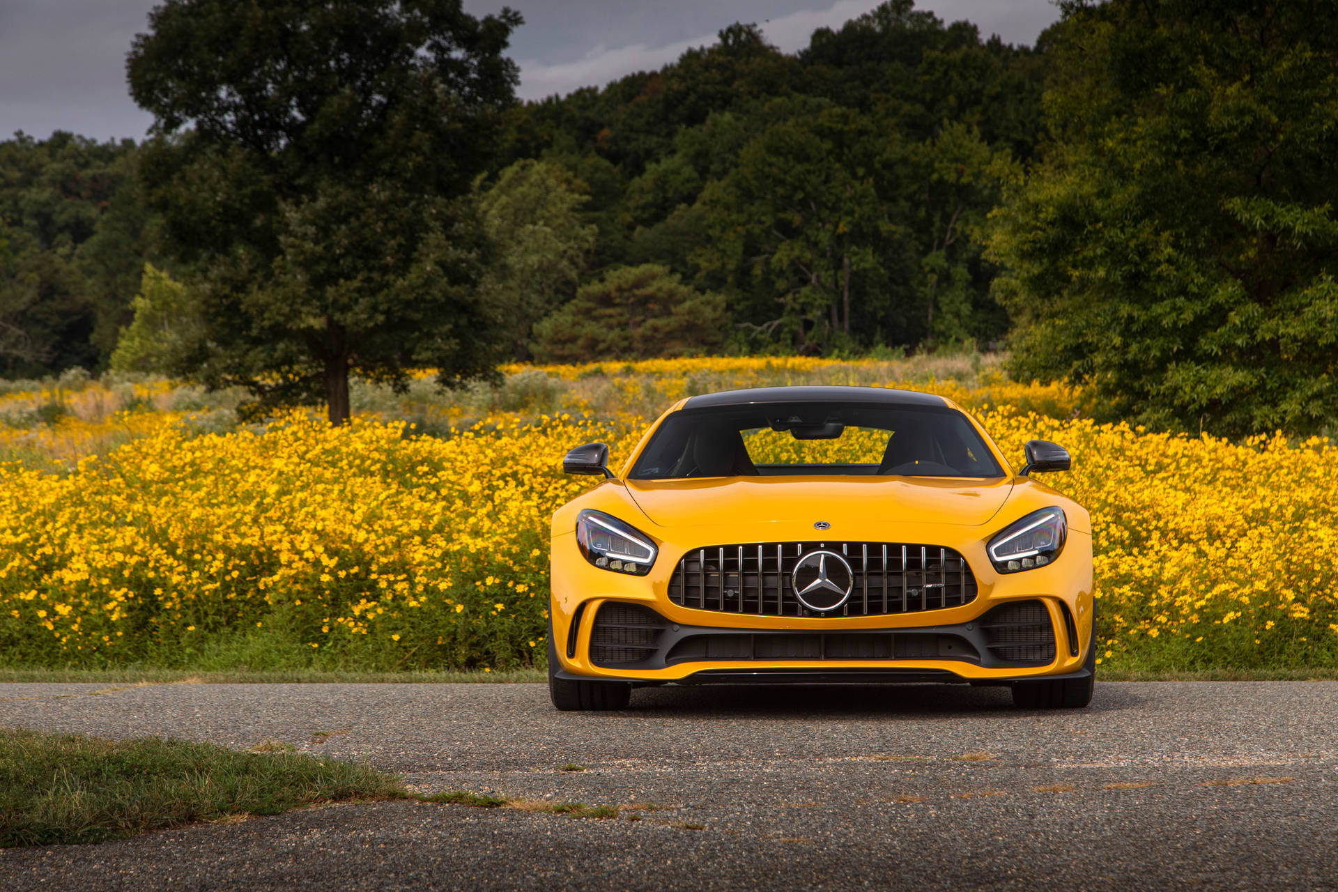 黃色Mercedes-AMG GT停泊喺碎石路上，旁邊係黃色花田。