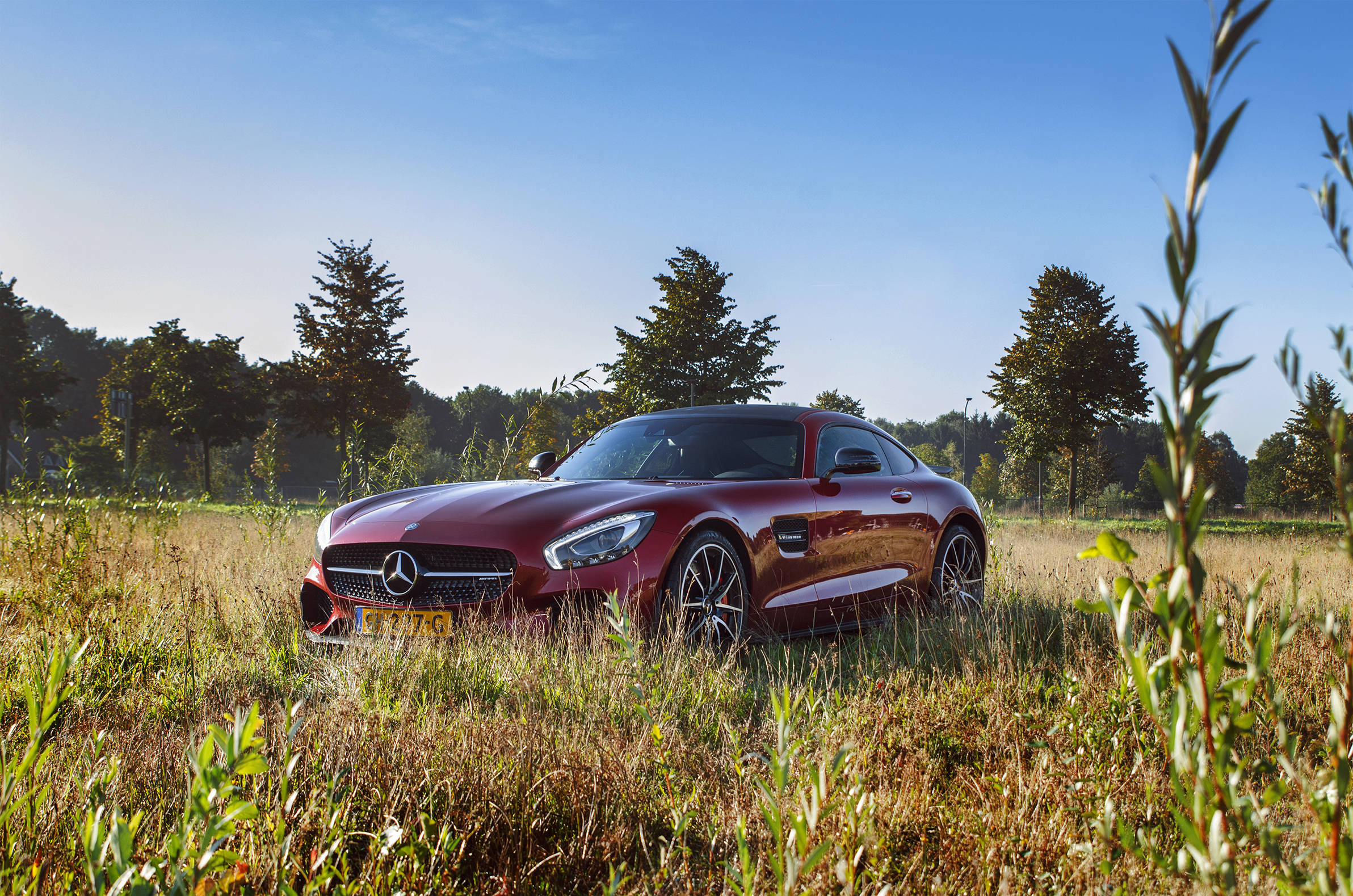 紅色版梅賽德斯-奔馳AMG 壁紙 — 一輛閃亮的紅色 Mercedes-AMG GT 跑車停在高高的金色草地上，背景是晴朗的藍天和樹木。