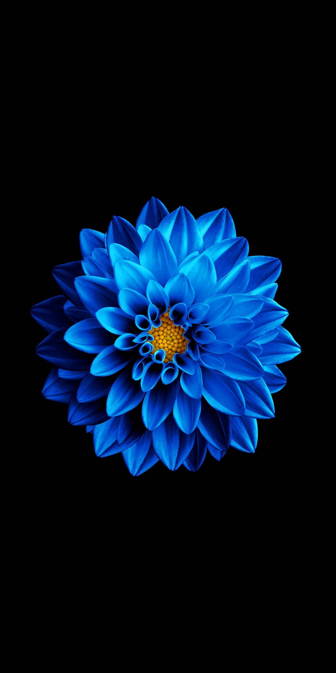 AMOLED Android 藍色花朵 壁紙 — 一朵鮮豔的藍色大麗花，帶有金色花心，在純黑背景上盛開。