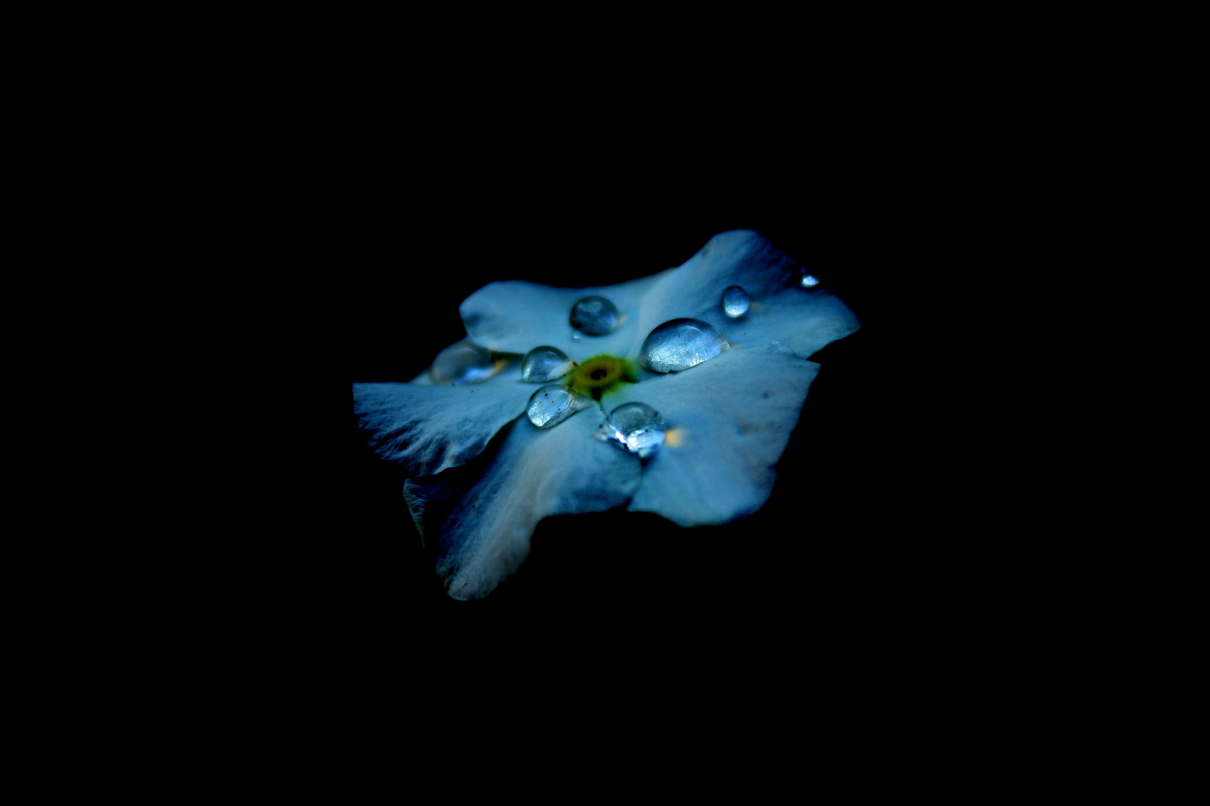 高階 AMOLED 筆記型電腦展現絢麗色彩 壁紙 — 一朵藍色毋忘我花，帶有閃爍的水珠，漂浮在純黑色背景上。