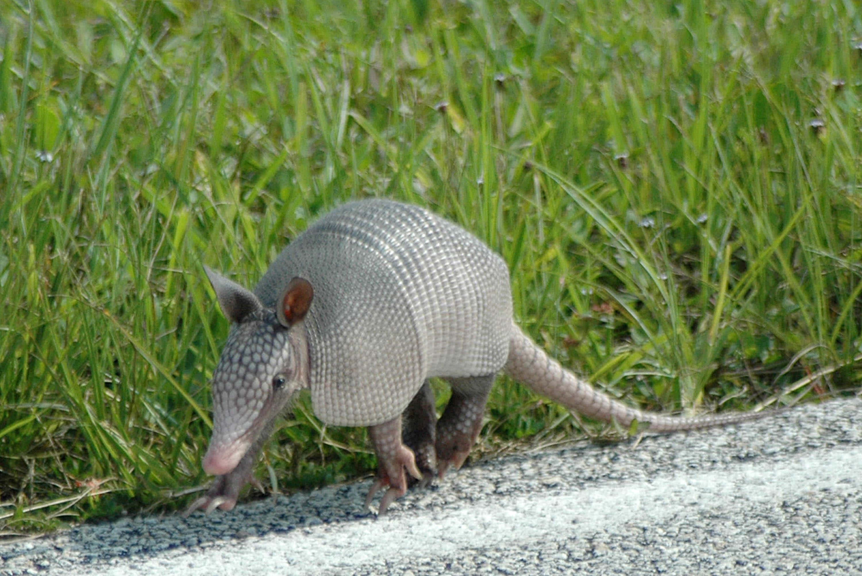 armadillo 桌布 壁紙 — 一隻擁有分段灰色甲殼的犰狳在碎石路上謹慎行走，旁邊是高高的綠草。