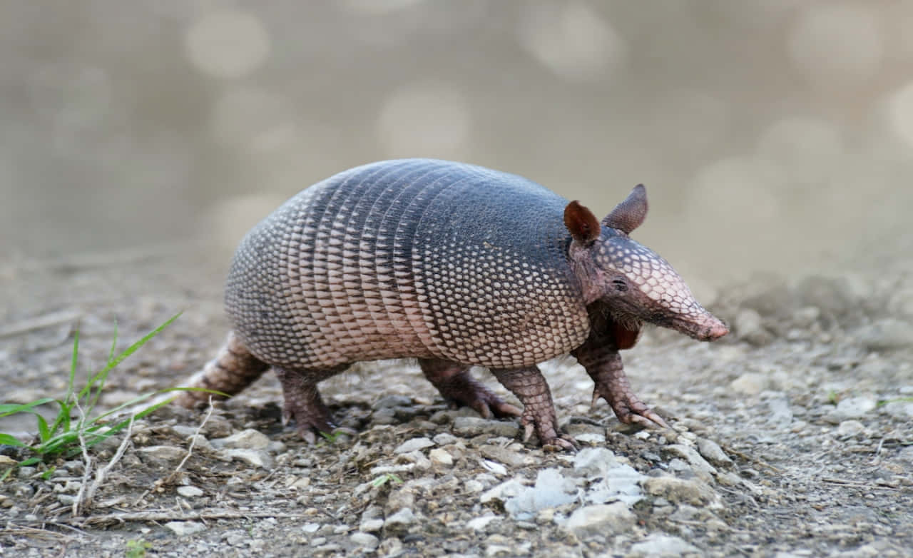 armadillo 桌布 壁紙 — 一隻擁有分節甲殼的犰狳，在柔和的自然光下，走過一片碎石遍佈、雜草稀疏的地面。