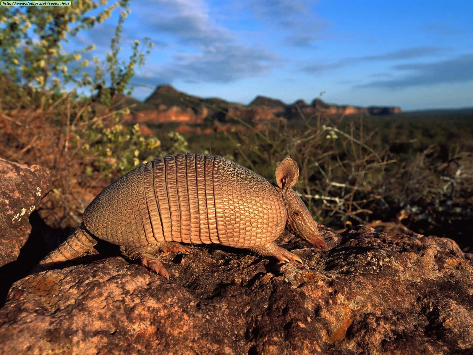armadillo 桌布 壁紙 — 一隻帶有分段裝甲的犰狳在藍天下乾燥草原的陽光岩石上爬行。