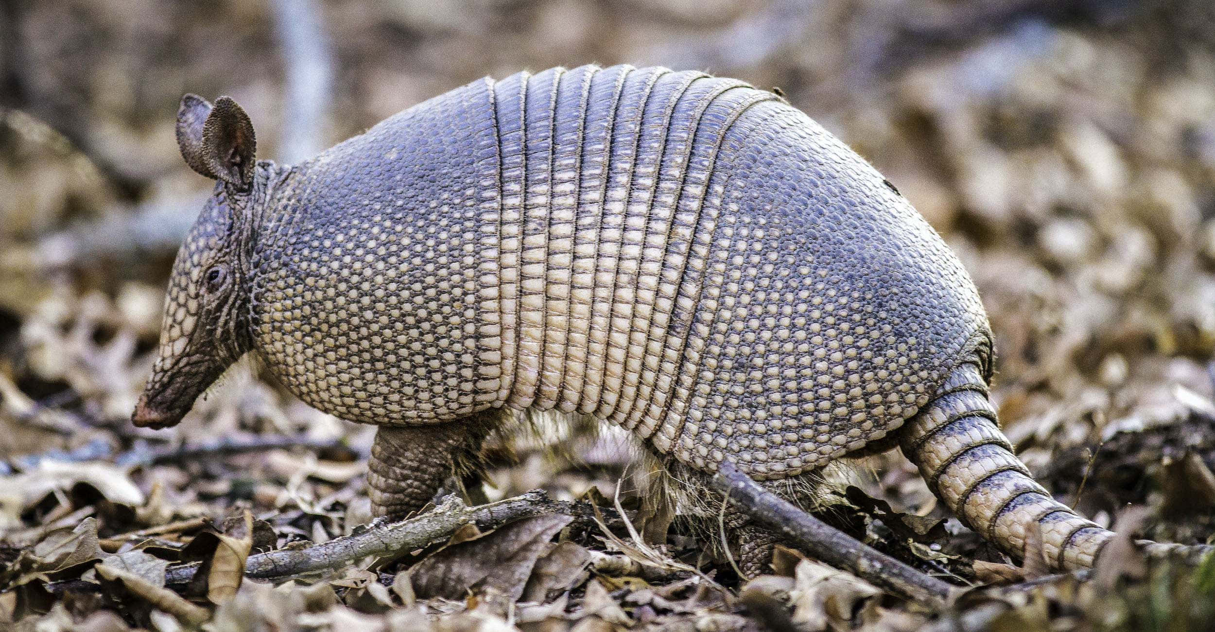 armadillo 桌布 壁紙 — 一隻擁有分段灰色盔甲的犰狳走過乾燥的棕色樹葉和樹枝堆。