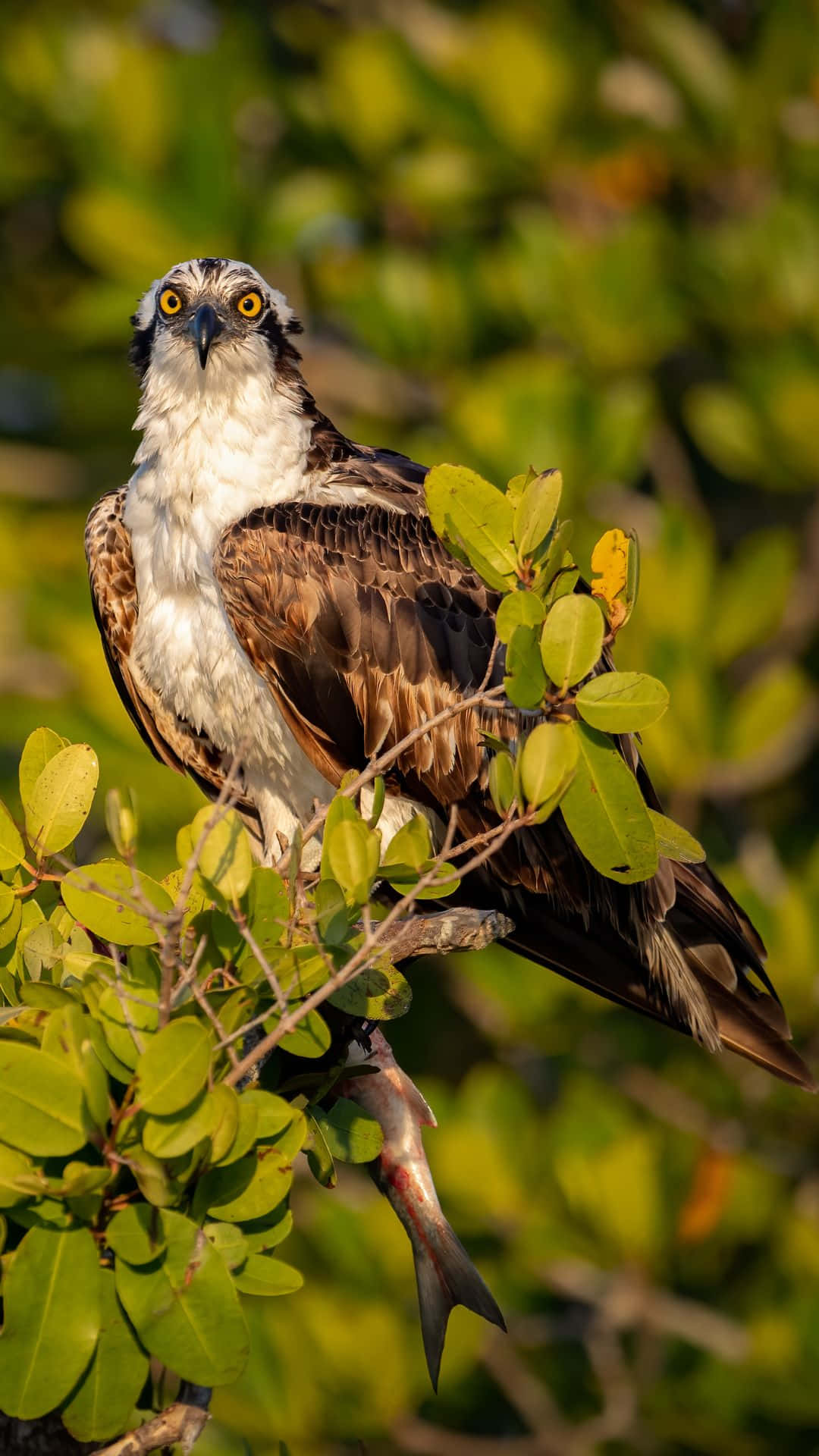 Osprey 桌布 壁紙 — 魚鷹棲息在枝葉茂密的樹枝上，爪子抓著一條魚，背景是陽光照耀的綠色。